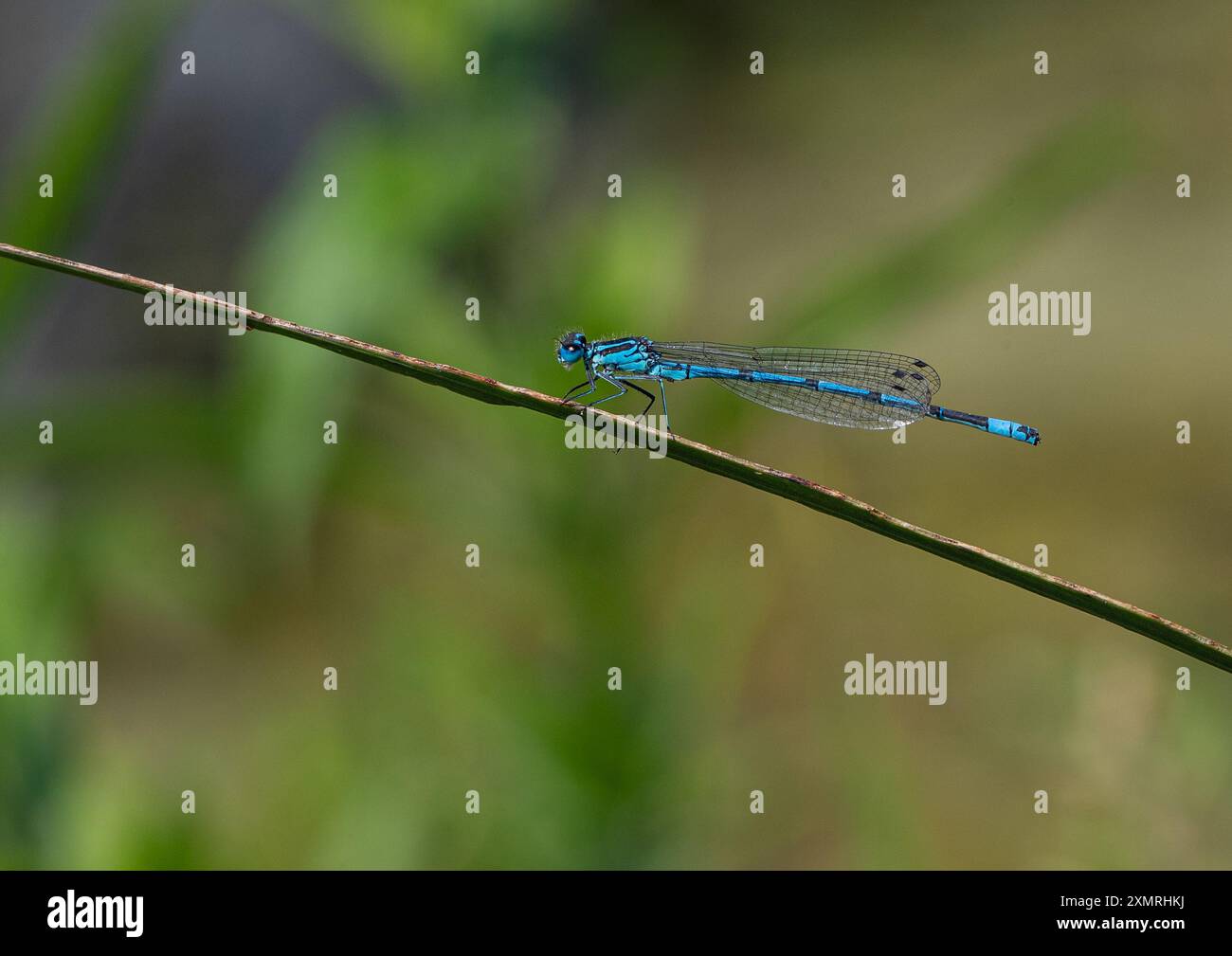 Un mâle Azure Damselfly (Coenagrion puella) s'est installé sur une plante du côté de l'étang montrant son beau corps allongé rayé bleu et noir. Suffolk. ROYAUME-UNI Banque D'Images