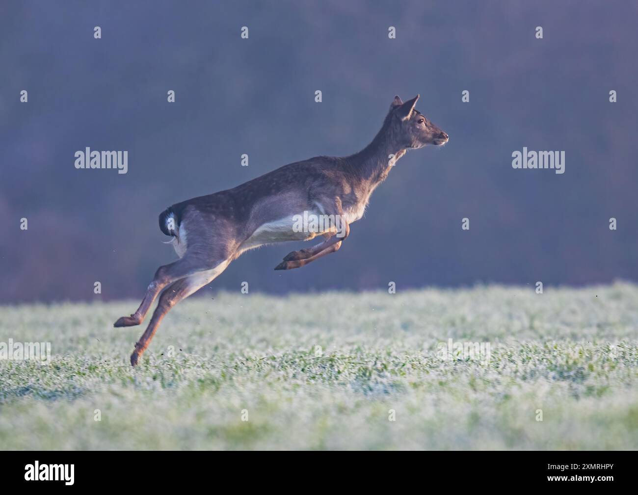 Acrobaties de cerfs . Un cerf en jachère bondissant ( Dama dama) par un matin froid et glacial montrant ses compétences de vol. . Suffolk , Royaume-Uni Banque D'Images