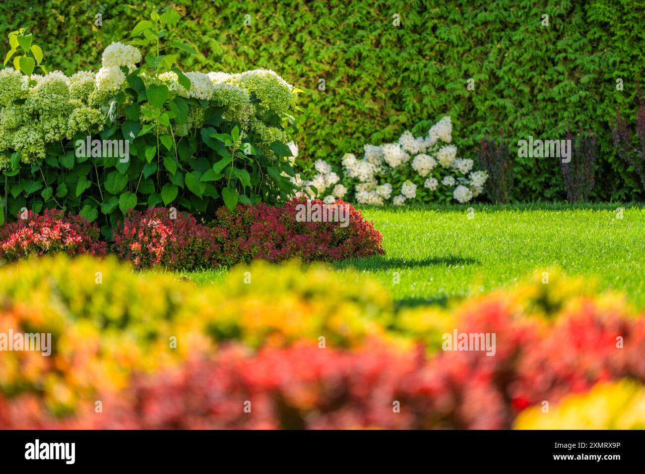 Un jardin luxuriant présente un éventail de fleurs vibrantes en pleine floraison, y compris des hortensias blanches et des arbustes colorés. La verdure prospère sous s lumineux Banque D'Images