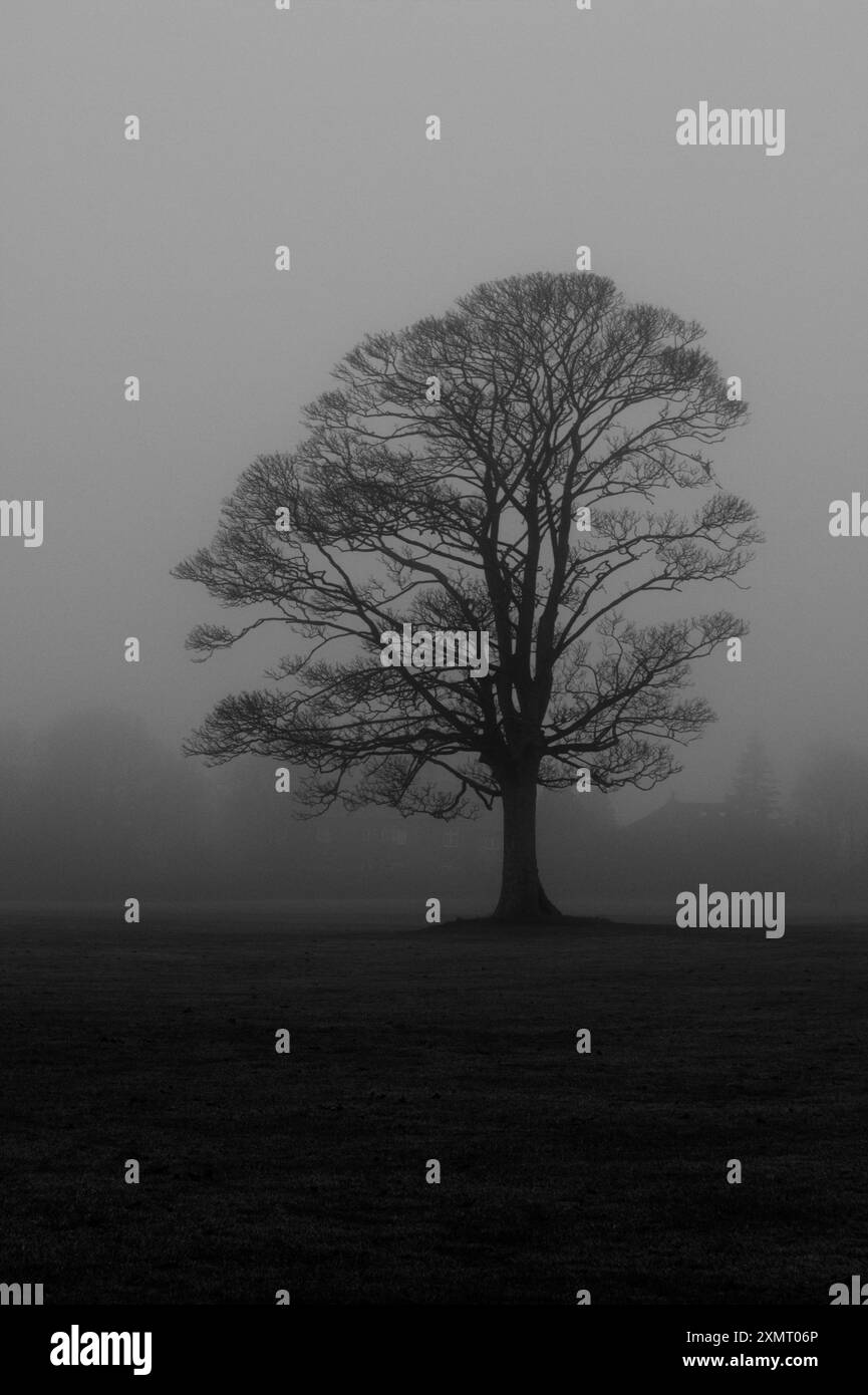 Parc Roundhay dans la brume Banque D'Images