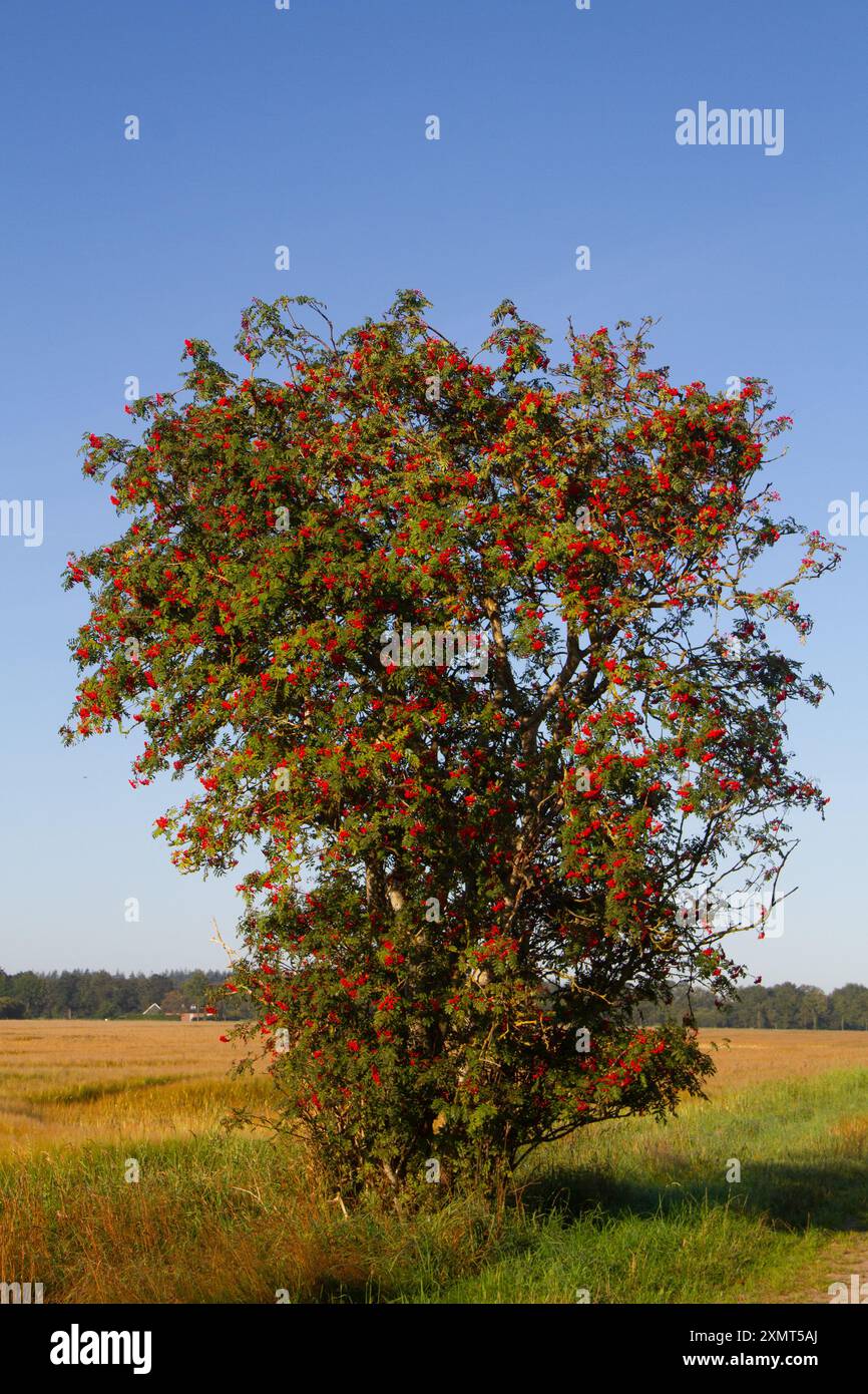 Rowan ou arbuste de frêne de montagne plein de corymbes de baies rouges mûres dans un environnement rural Banque D'Images