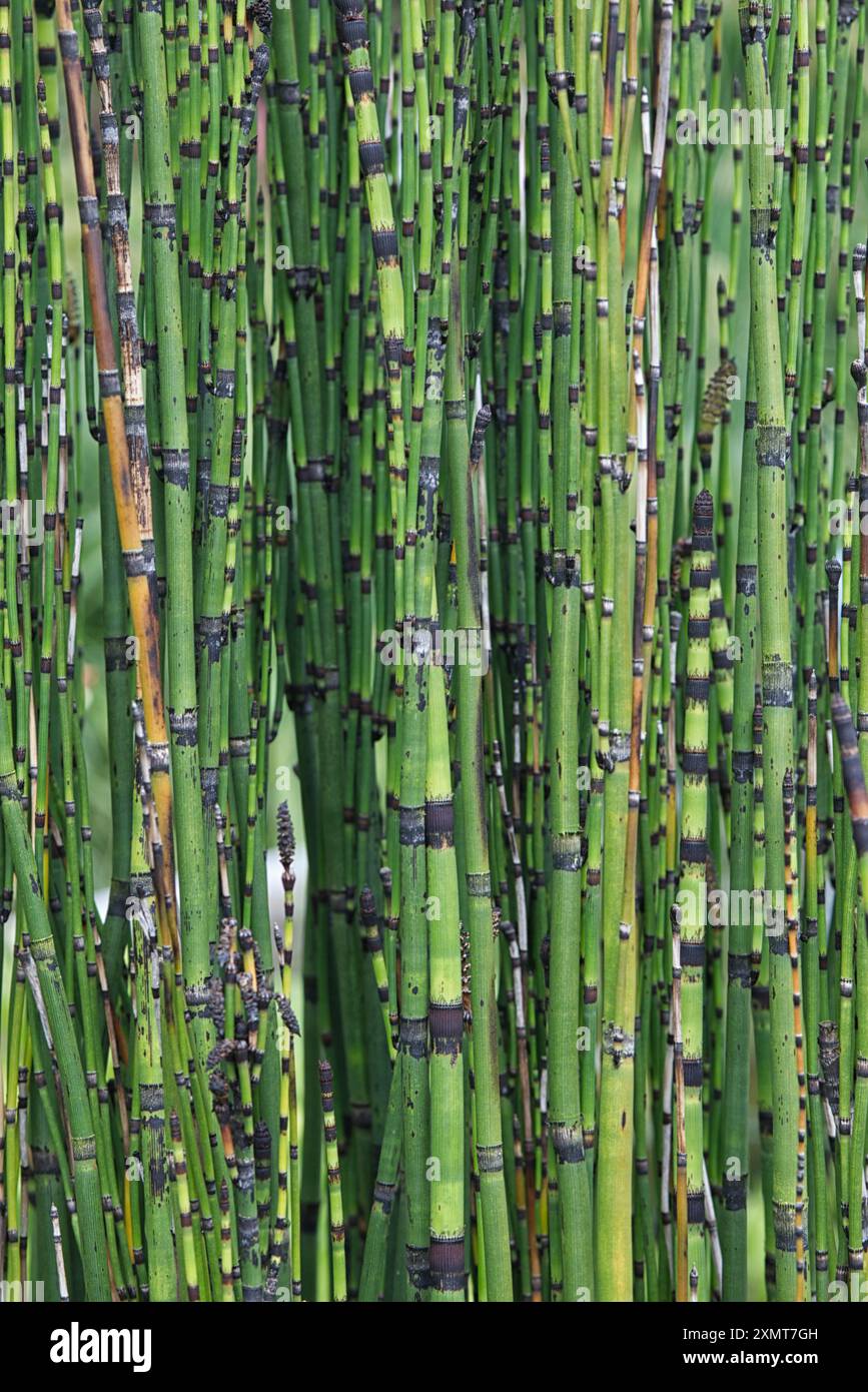 Prêle barrée, Equisetum japonicum, plante des marais Banque D'Images