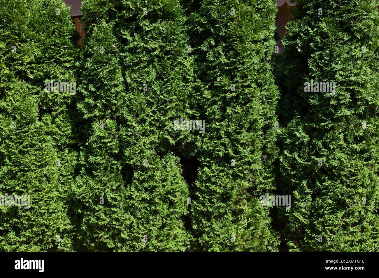 Haie verte. Clôture ou limite formée par des buissons ou des arbustes en croissance étroite. Concept d'aménagement paysager. Banque D'Images