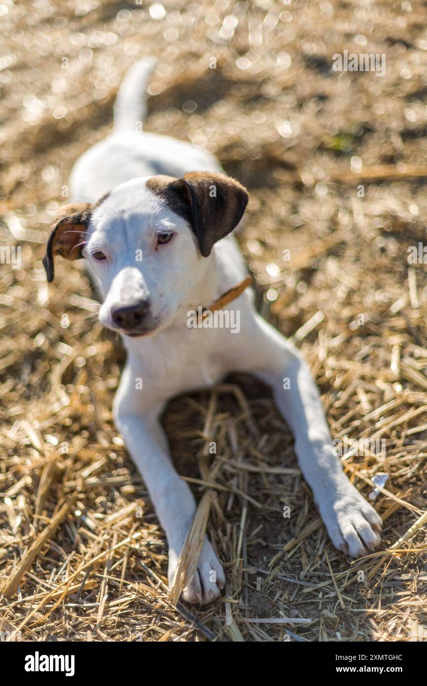 Un chien errant profitant de l'espace ouvert et de la liberté dans une ferme de campagne à Séville, en Espagne, pendant une journée ensoleillée. Banque D'Images