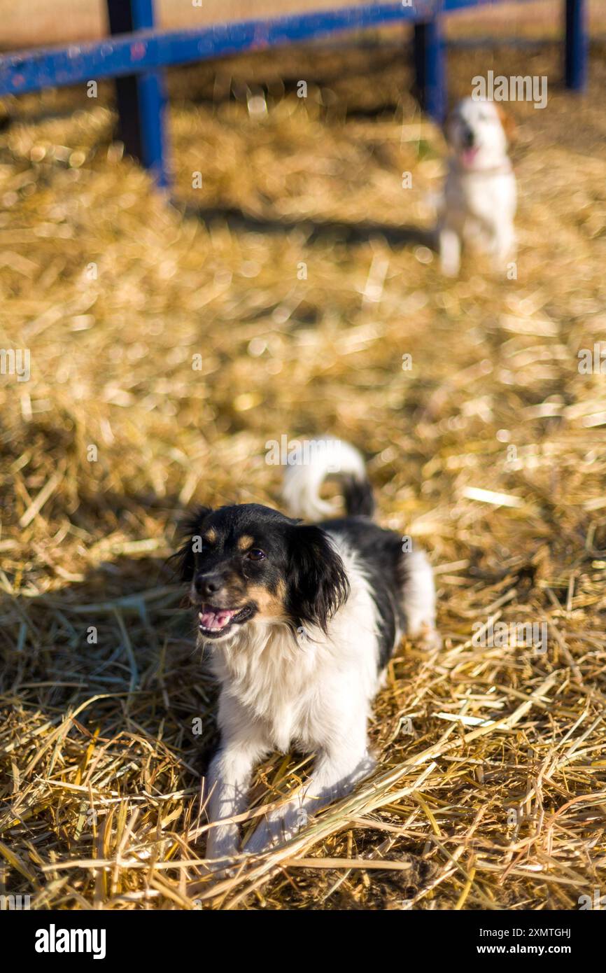 Deux chiens errants profitant d'une journée ensoleillée dans une ferme dans la campagne de Séville, Espagne. Les chiens sont allongés sur du foin, ils ont l'air contents et détendus. Banque D'Images