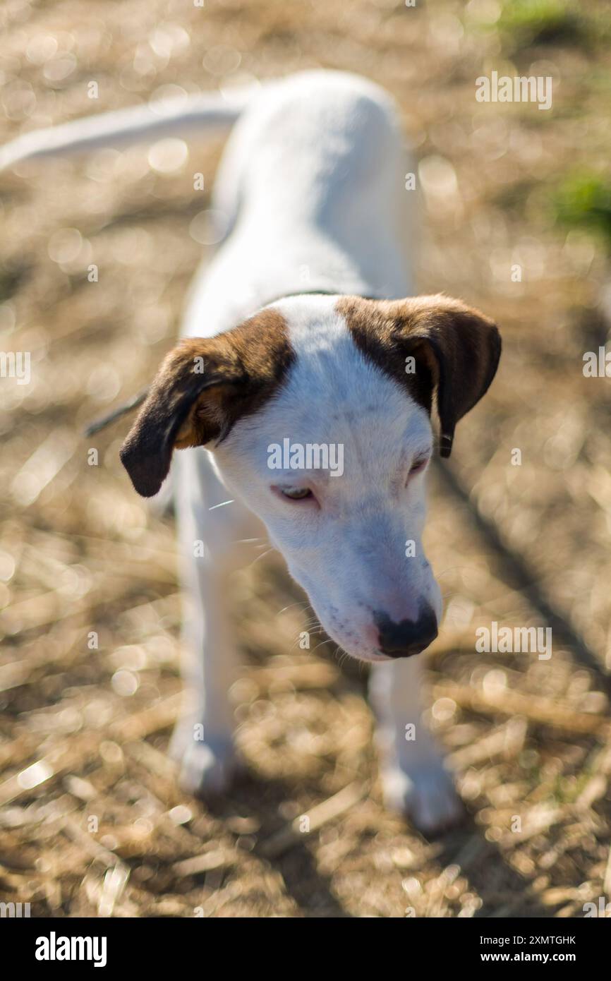 Un chien errant profitant de l'espace ouvert et de la liberté dans une ferme de campagne à Séville, en Espagne, pendant une journée ensoleillée. Banque D'Images
