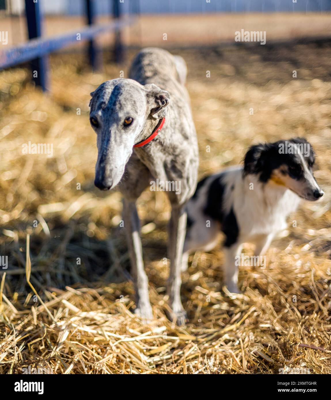 Deux chiens errants sauvés dans une ferme rurale à Séville, Espagne. Les chiens sont dans un environnement bienveillant et sûr. Banque D'Images