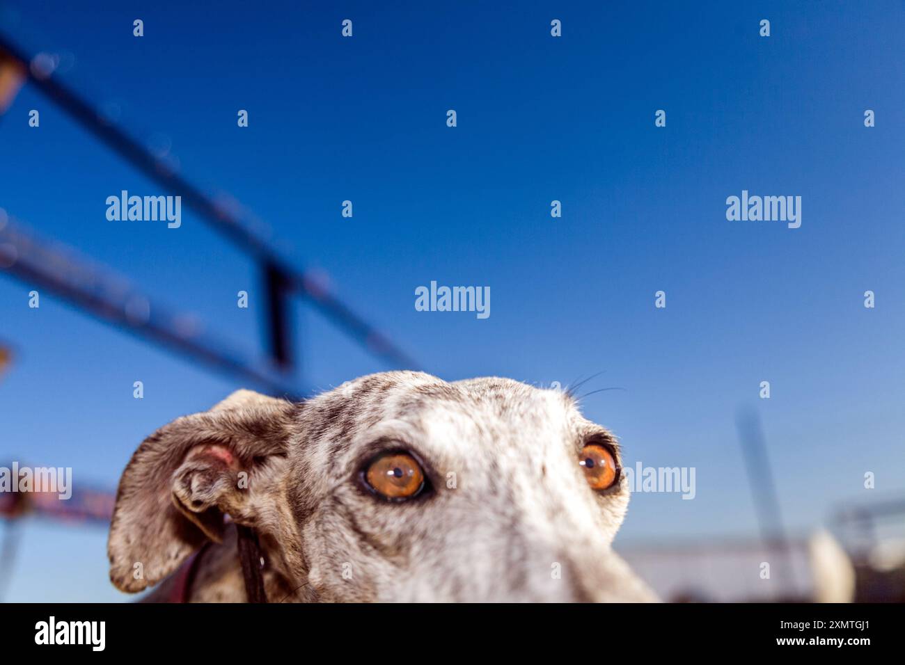Image rapprochée d'un chien lévrier errant adopté dans un cadre de ferme rurale, situé à Séville, Espagne avec un fond de ciel bleu clair. Banque D'Images