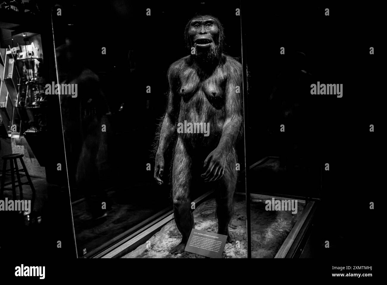 Homme des cavernes, Néandertal, primat, Homo Habilis, Homo Rudolfensis, homo sapiens au Musée National d'Anthropologie MNA à Mexico. Complexe muséal américain qui expose l'héritage archéologique des peuples de la Mésoamérique et la diversité ethnique dans la forêt de Chapultepec, géré par l'Institut national d'anthropologie et d'histoire INAH. Histoire naturelle .. (Photo de Luis Gutierrez/ Norte photo) hombre de la caverna, Neandertal, Primate, Homo Habilis, Homo Rudolfensis, homo sapiens en el Museo Nacional de Antropología MNA en Ciudad de México. recinto museográficos de América. que exhibe legado Banque D'Images