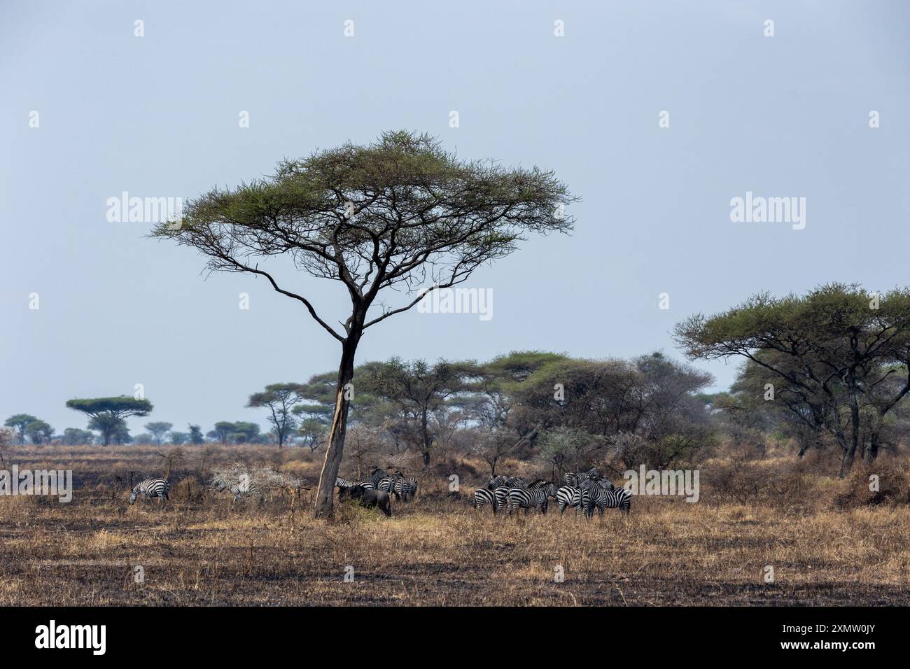 Tanzanie, Afrique, voyage, tourisme, vacances, destination de voyage, destination touristique, destination touristique, destination de vacances Banque D'Images