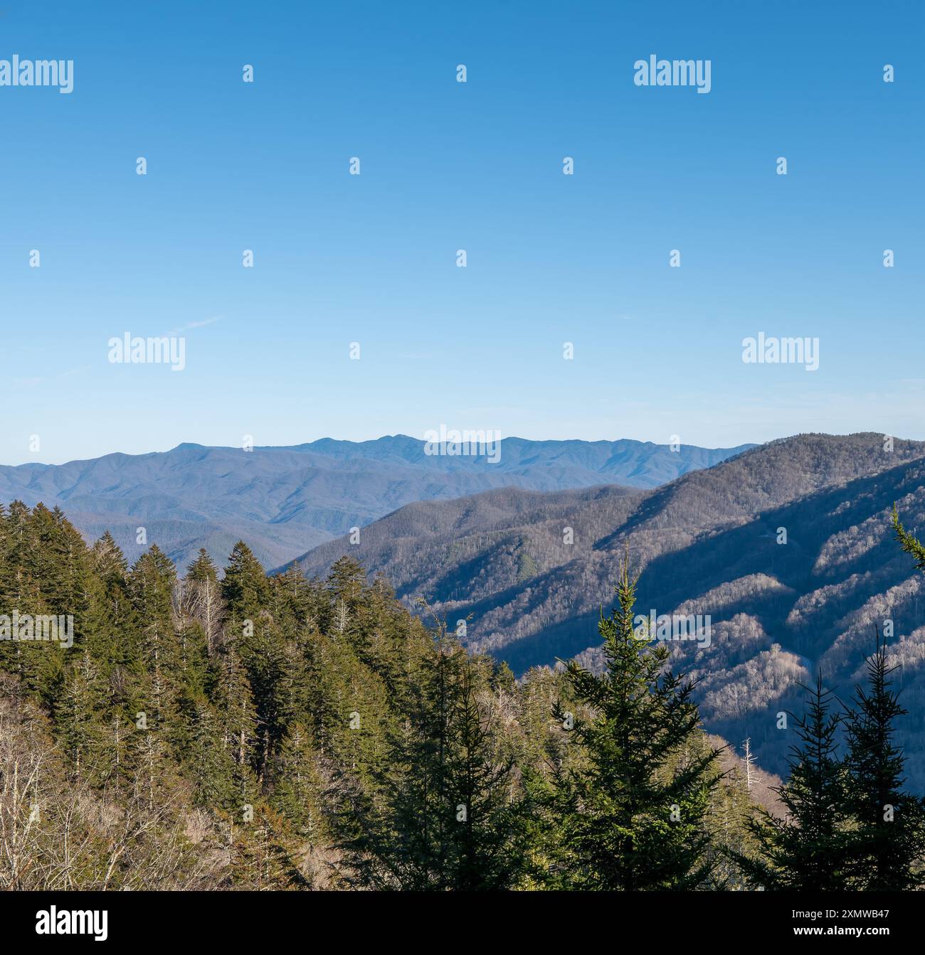 Belle vue sur les Smokey Mountains au loin, et à proximité des arbres à feuilles persistantes, à la fin de l'hiver. Banque D'Images