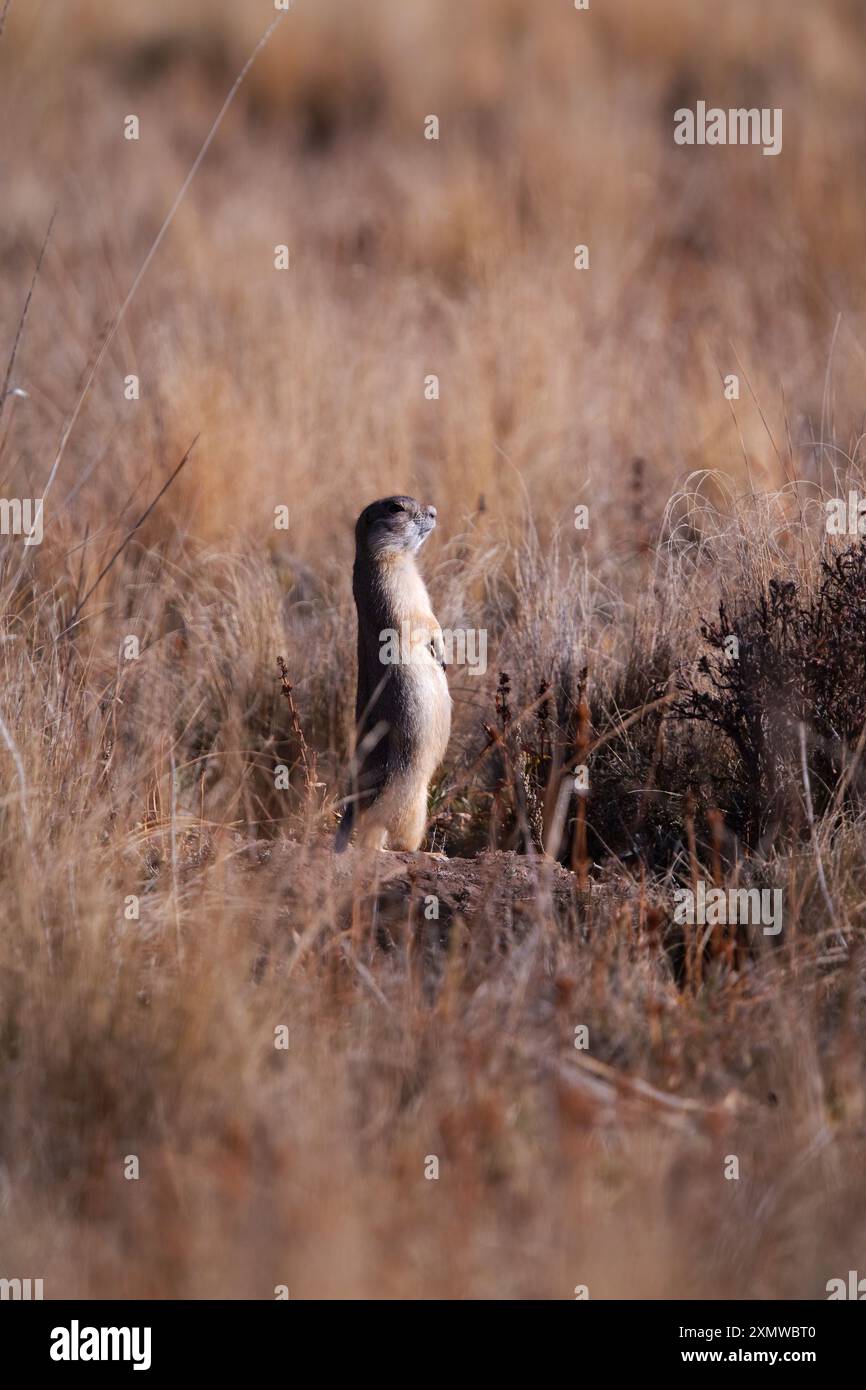 Chien de prairie de Gunnison sous surveillance dans la réserve nationale de Valles Caldera, dans le nord du Nouveau-Mexique Banque D'Images