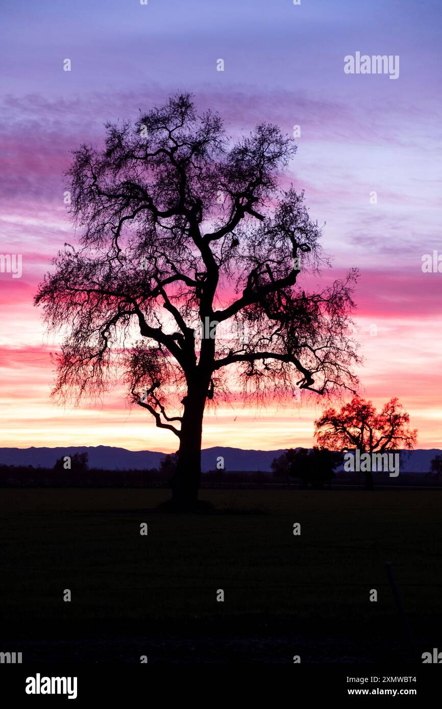 Vue verticale d'une silhouette de chêne avec un magnifique coucher de soleil rose, violet et orange spectaculaire derrière dans la Californie côtière Banque D'Images