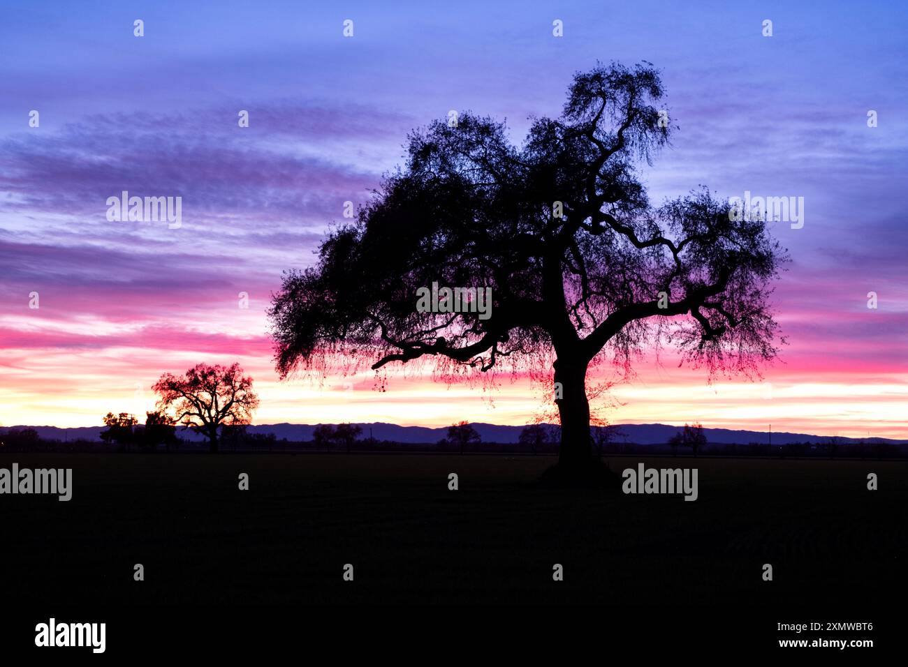 Silhouette de chênes sur un champ contre un ciel rose et violet en Californie du Nord Banque D'Images