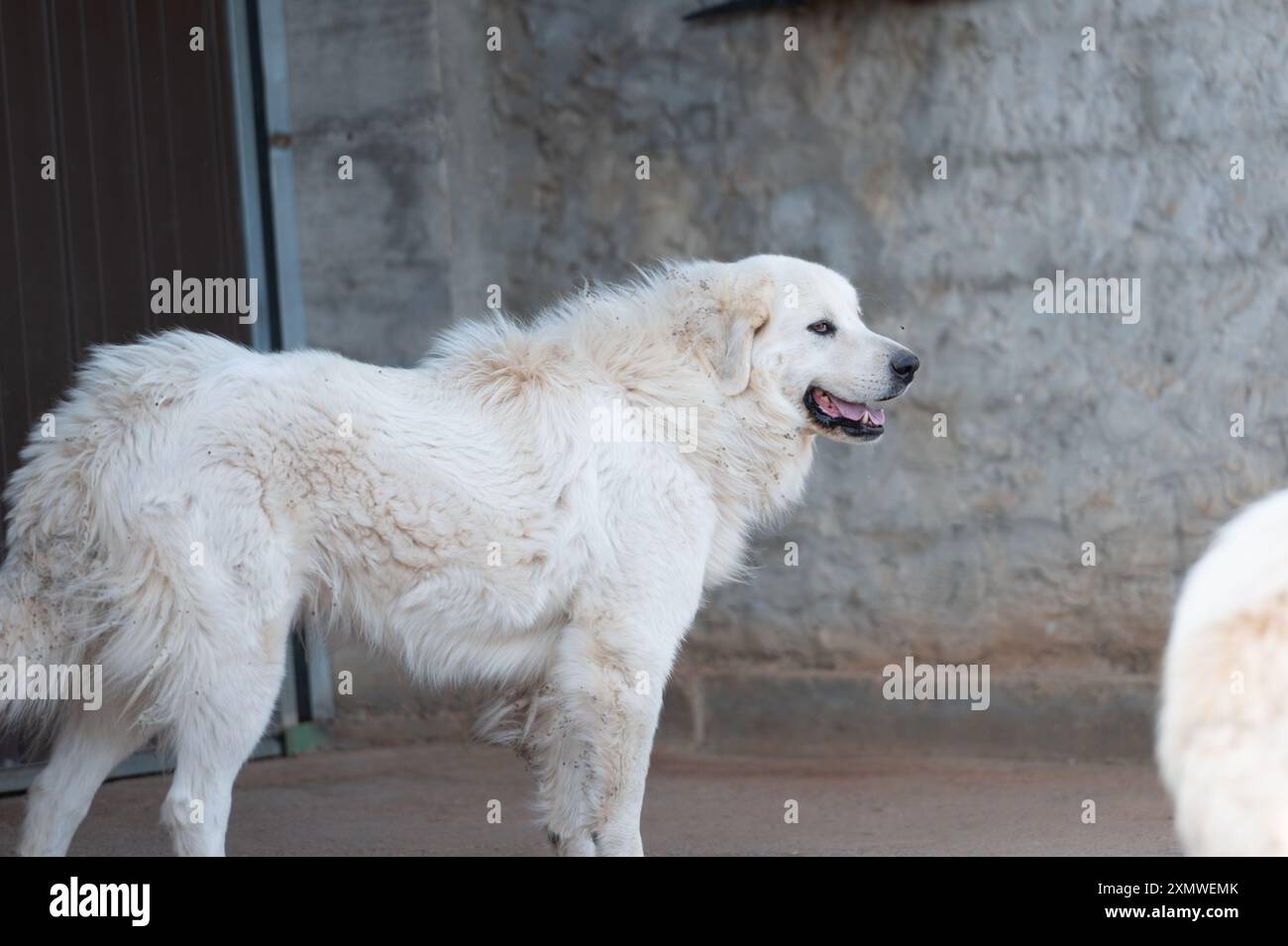 Mastiff pyrénéen sur une ferme en été après la tonte. Banque D'Images