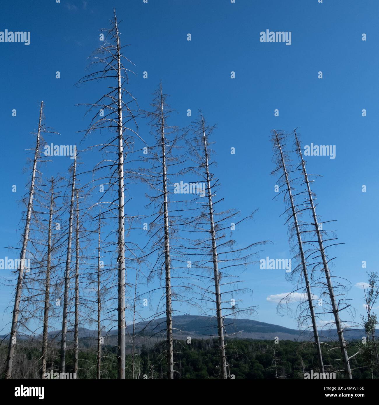 Forêt (épicéa) détruite par le coléoptère de l'écorce dans le parc national du Harz Banque D'Images