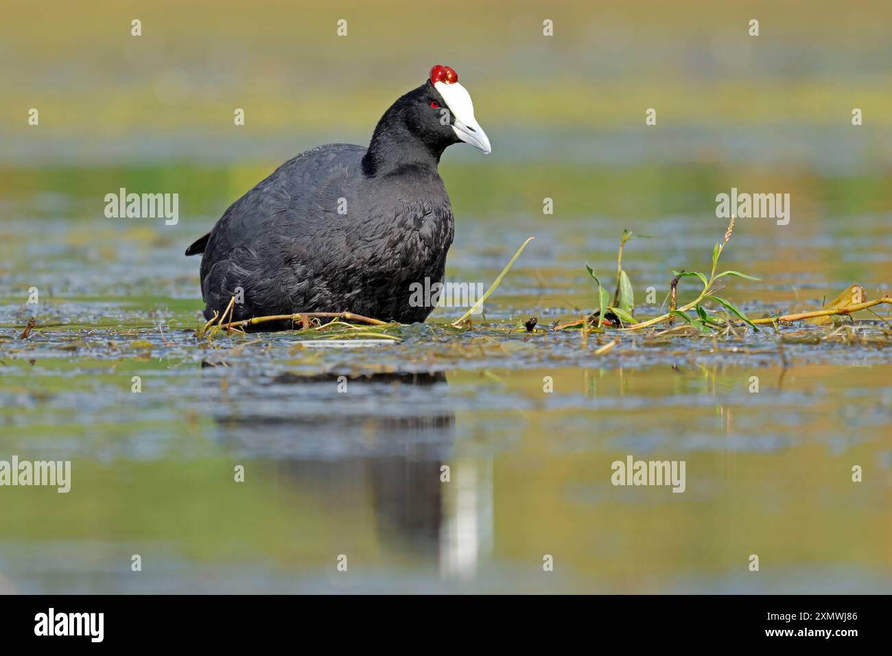 Une pelote à boutons rouges (Fulica cristata) dans les eaux peu profondes d'un étang, Afrique du Sud Banque D'Images