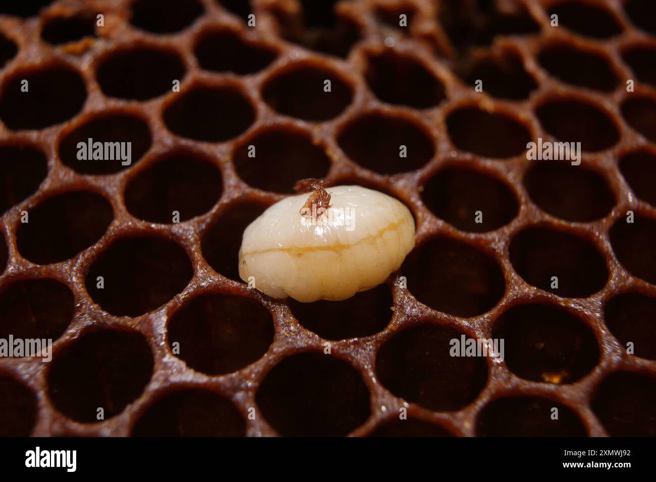 Varroa sur une larve d'abeille avec fond en nid d'abeille Banque D'Images