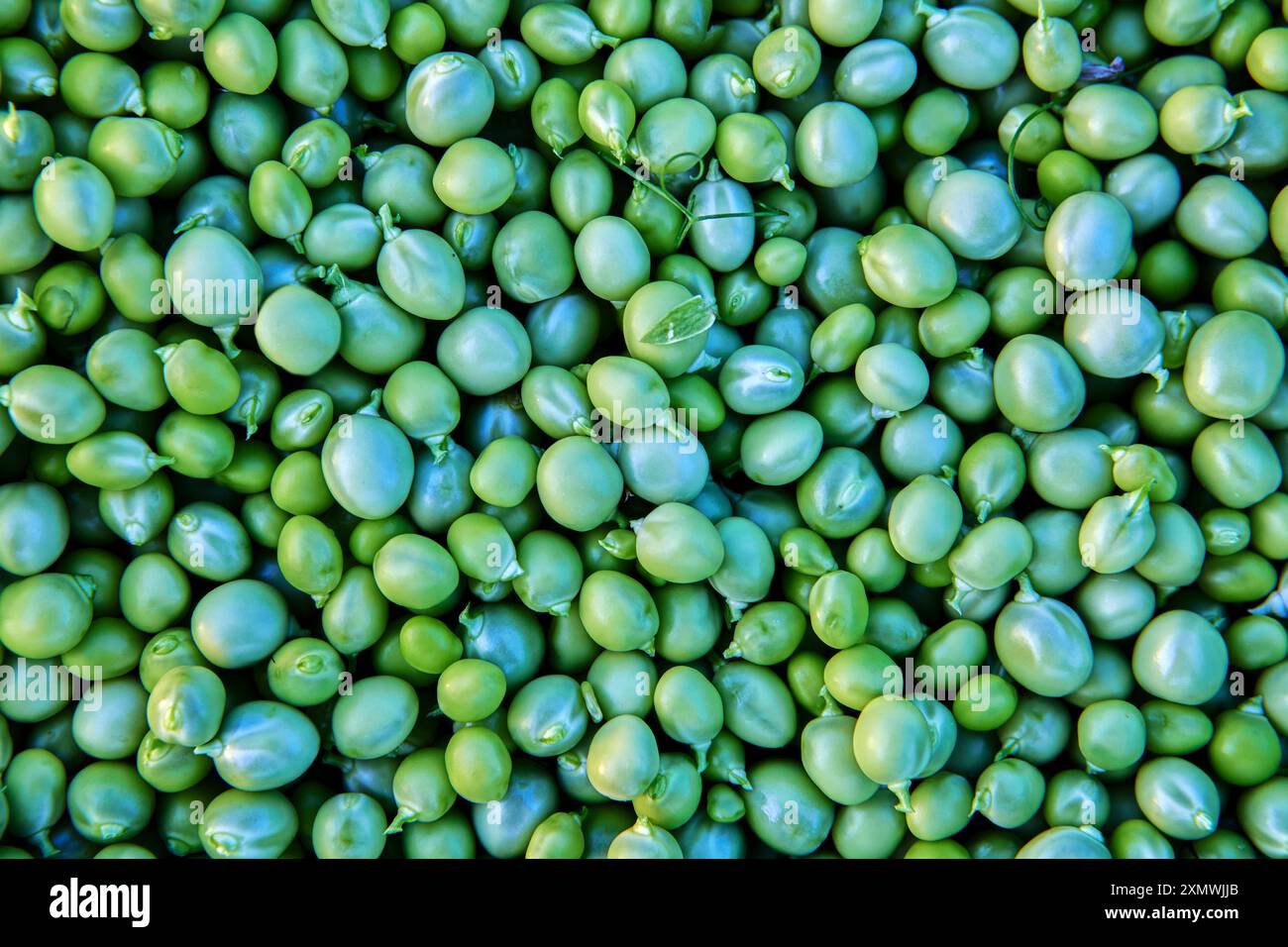 Fruits de pois verts doux après décorticage, texture pour le fond. Banque D'Images