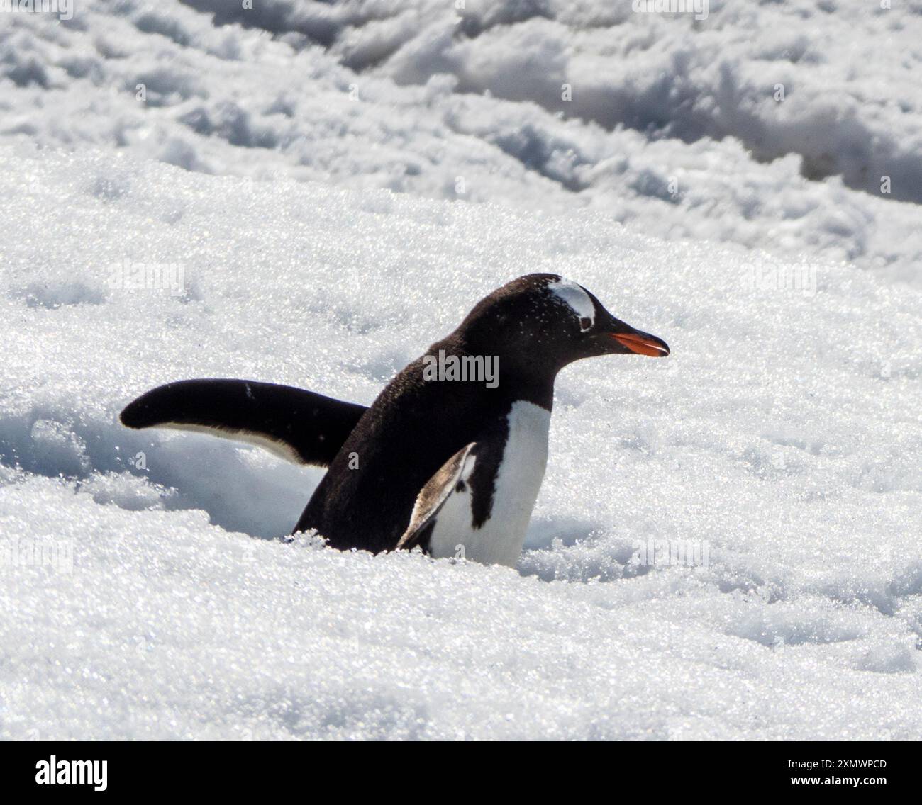 Gros plan manchot de Gentoo du Sud (Pygoscelis papua ellsworthi) dans la neige profonde, île Pleneau, archipel Wilhelm, Antarctique Banque D'Images