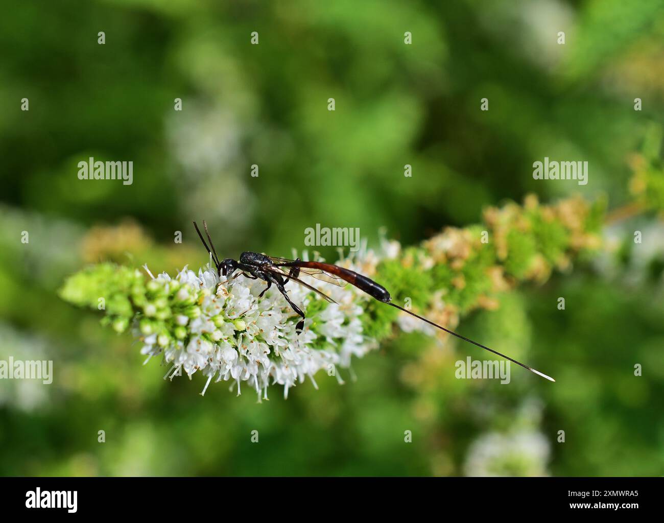 Gasteruptiidae sur fleur de menthe en Hongrie Banque D'Images