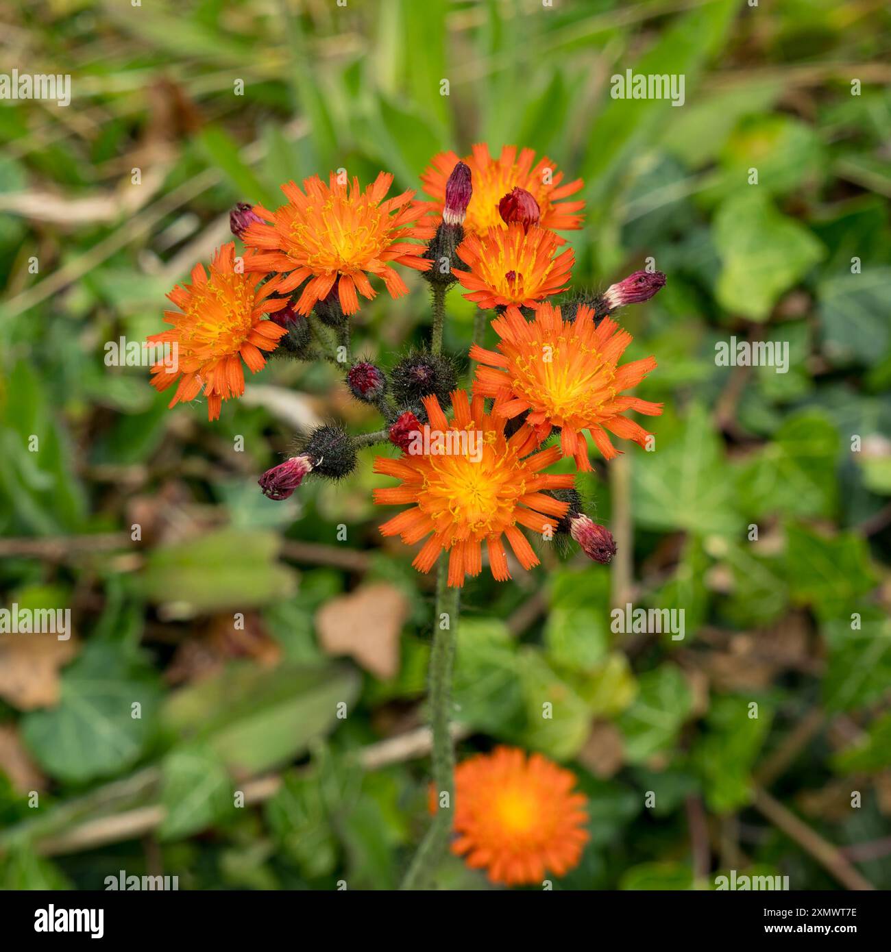 Belles fleurs de renard orange et de Cubs (Pilosella aurantiaca / Hieracium aurantiacum) poussant dans le cimetière anglais, Angleterre, Royaume-Uni Banque D'Images