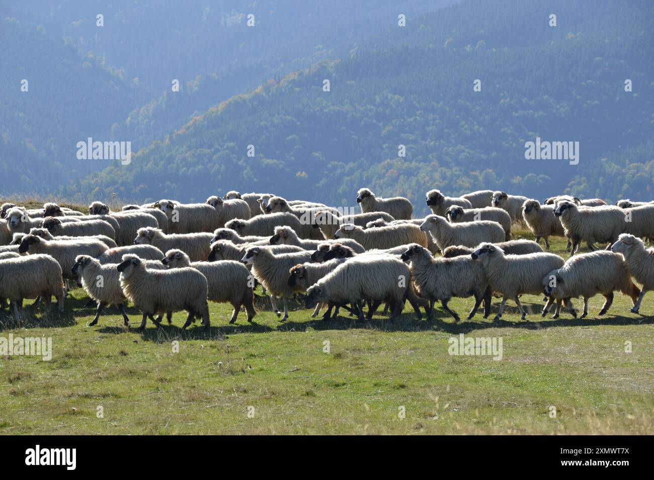 Une scène pastorale sereine - la beauté de la nature et de la vie rurale. Banque D'Images