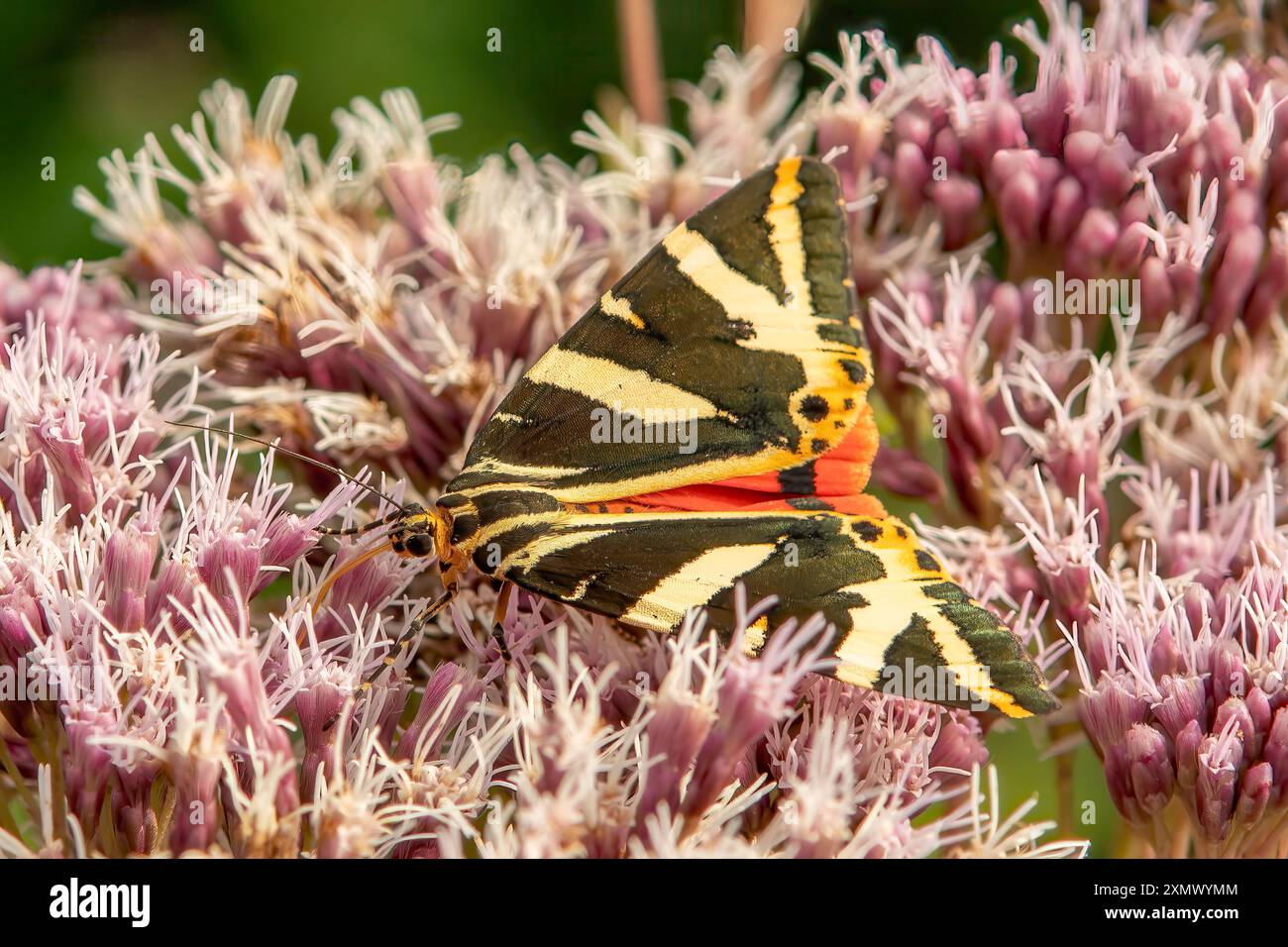 Jersey Tiger Moth, Euplagia quadripunctaria Banque D'Images