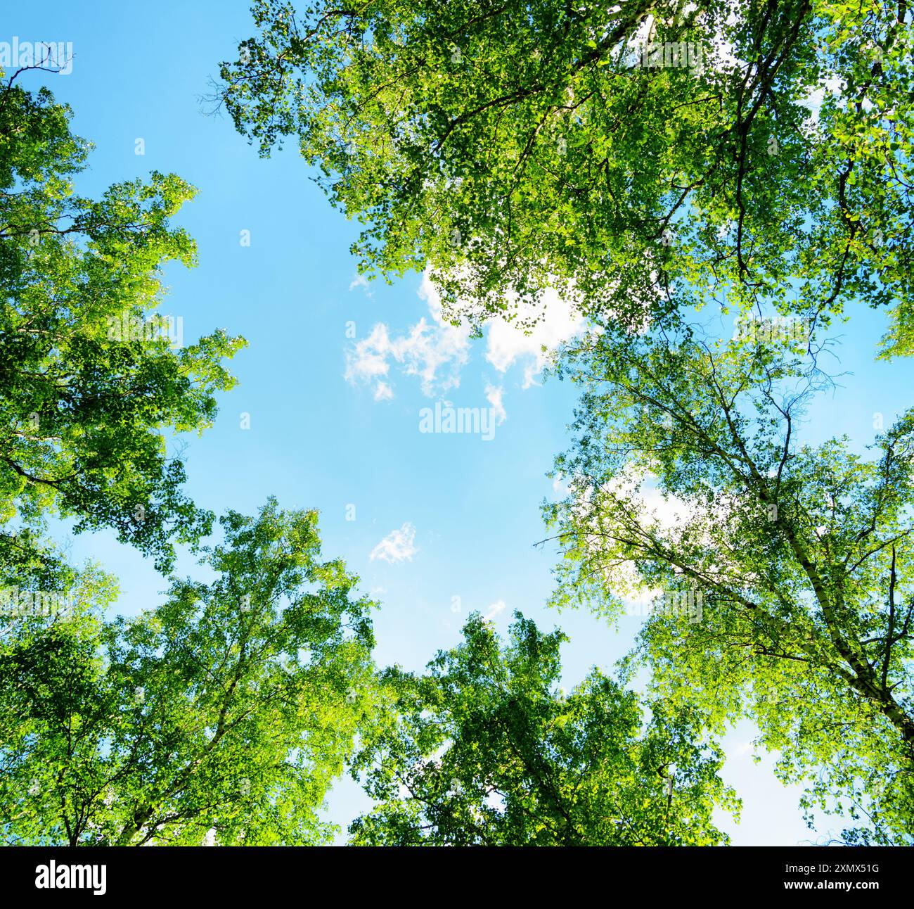 Forêt de bouleaux par une journée ensoleillée. Bois vert en été Banque D'Images