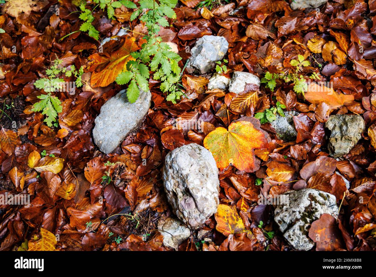 Feuilles d'automne sur un sol forestier Banque D'Images