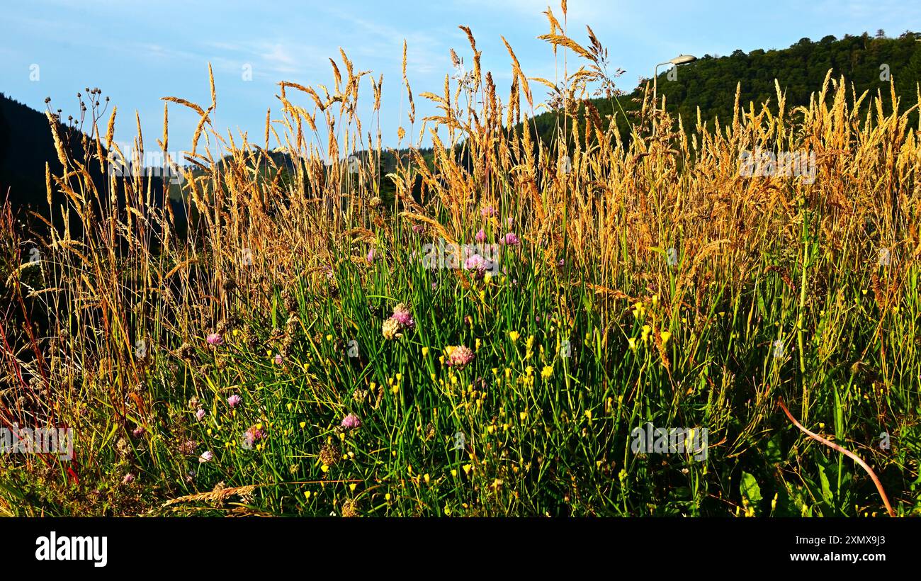 Toit vivant, au-dessus d'un hangar à vélo / vélo, avec des herbes -Calamagrostis epigejos, Holcus mollis, Hawkweek et ciboulette Banque D'Images