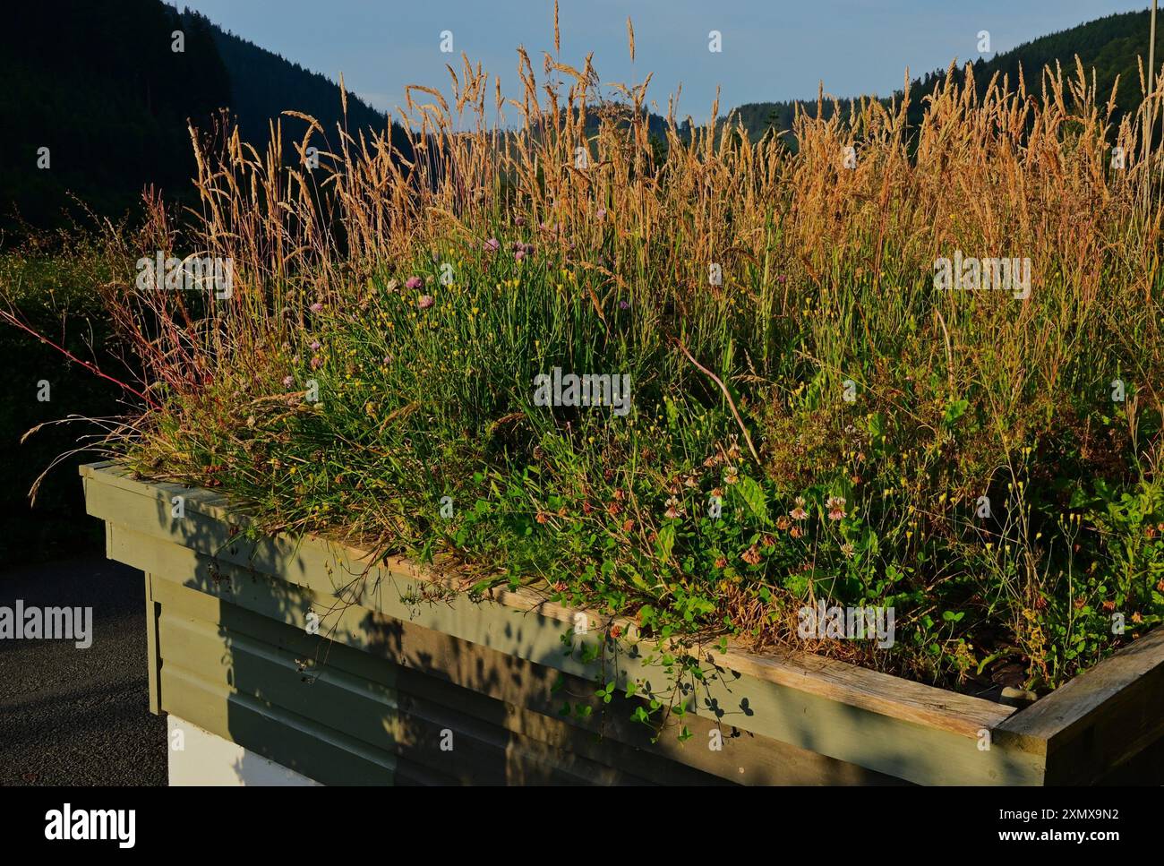 Toit vivant, au-dessus d'un hangar à vélo / vélo, avec des herbes -Calamagrostis epigejos, Holcus mollis, Hawkweek et ciboulette Banque D'Images