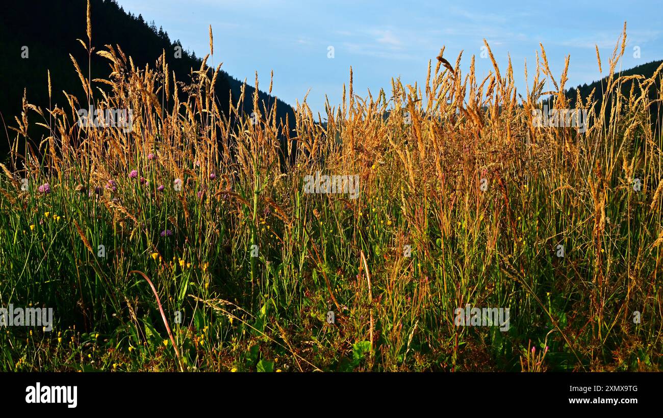 Toit vivant, au-dessus d'un hangar à vélo / vélo, avec des herbes -Calamagrostis epigejos, Holcus mollis, Hawkweek et ciboulette Banque D'Images