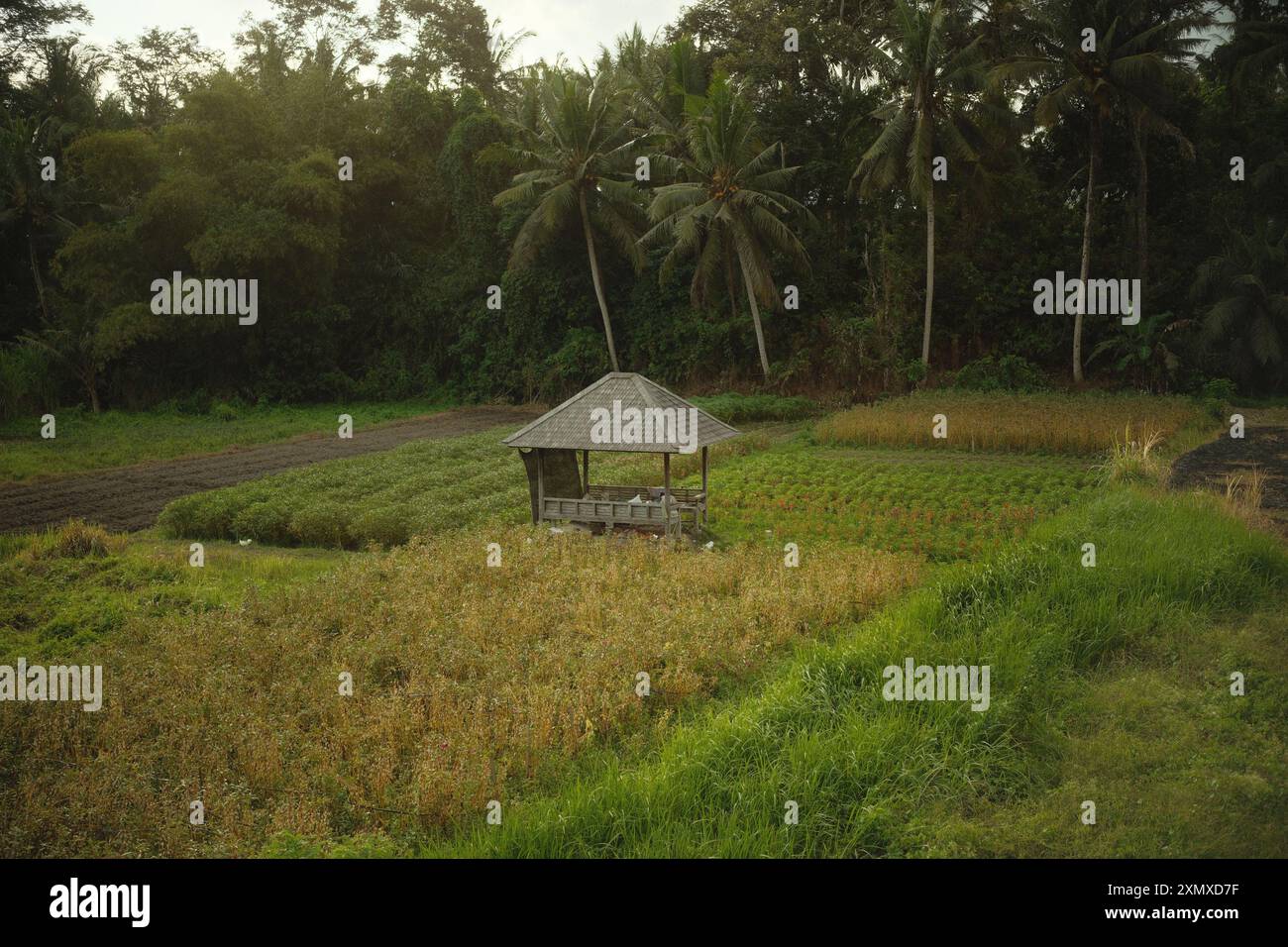 Une petite cabane d'abri pour les agriculteurs pour se reposer au milieu d'une rizière, entourée de cocotiers et de végétation tropicale Banque D'Images