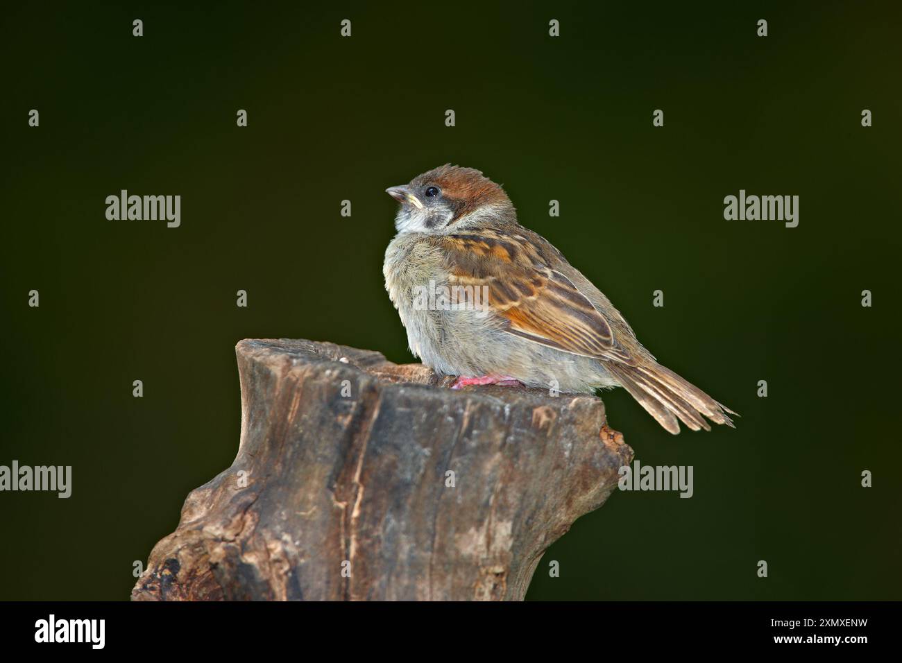 Oiseau, nature et moineau sur arbre avec équilibre pour l'ornithologie, la recherche de nourriture ou la recherche d'un abri dans la forêt. Animal vide, nid et plumes avec pause pour Banque D'Images