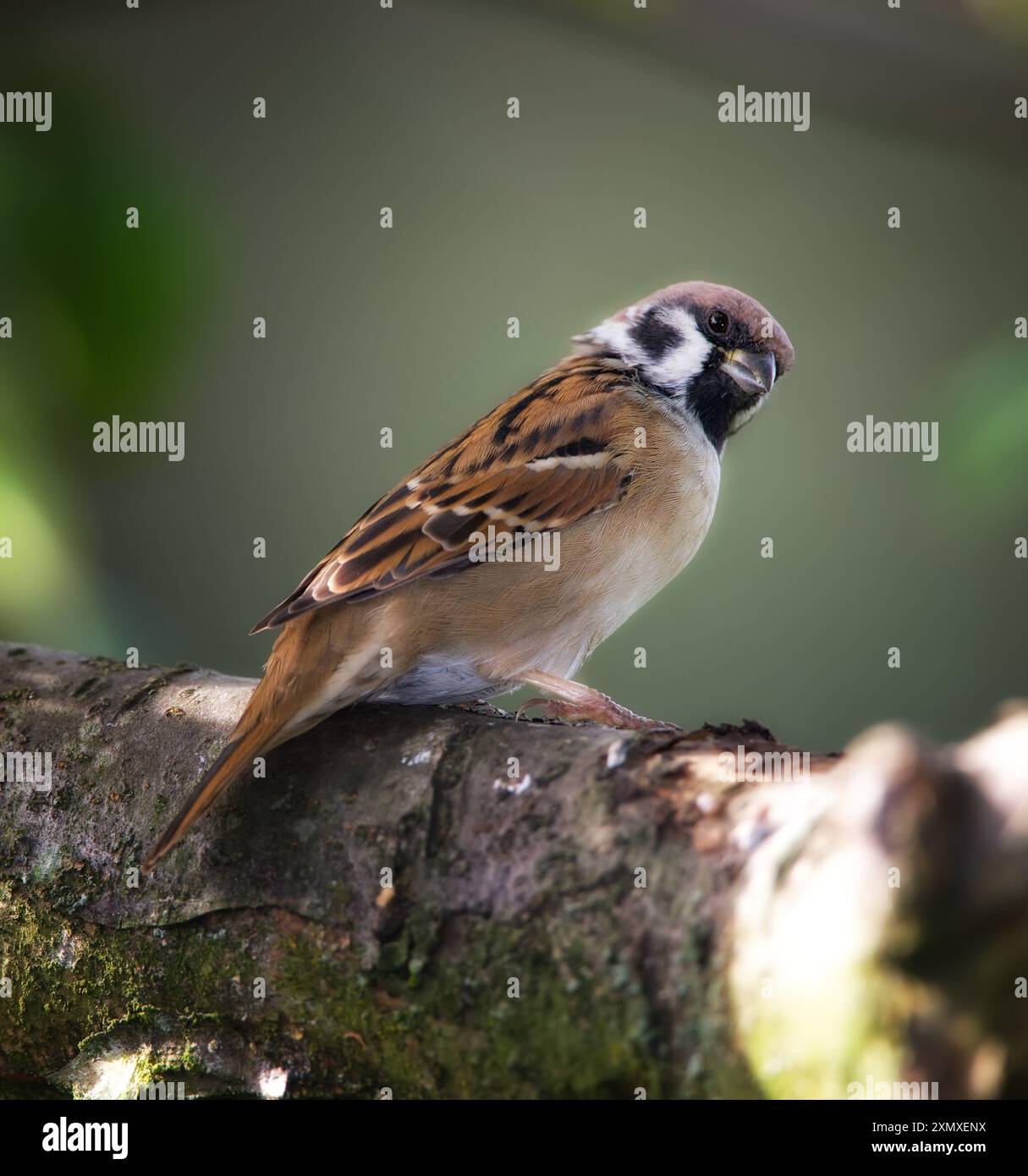 Oiseau, moineau d'arbre et branche dans la nature pour la pause, la cueillette ou la recherche de feuillage de nid dans la forêt. Petit animal mâle, bois ou repos sur bûche de vol Banque D'Images