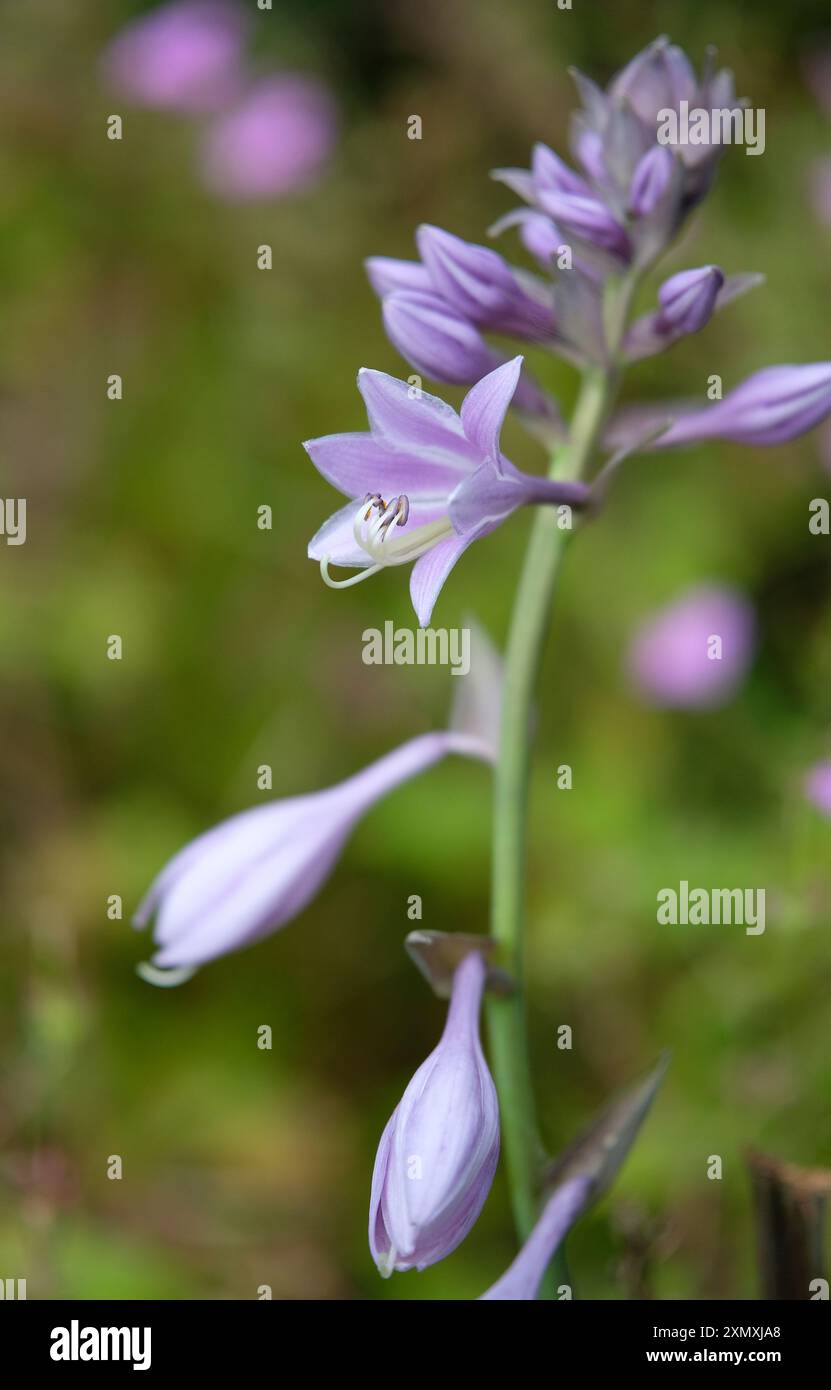 fleurs d'hosta elegans sieboldiana dans le jardin Banque D'Images