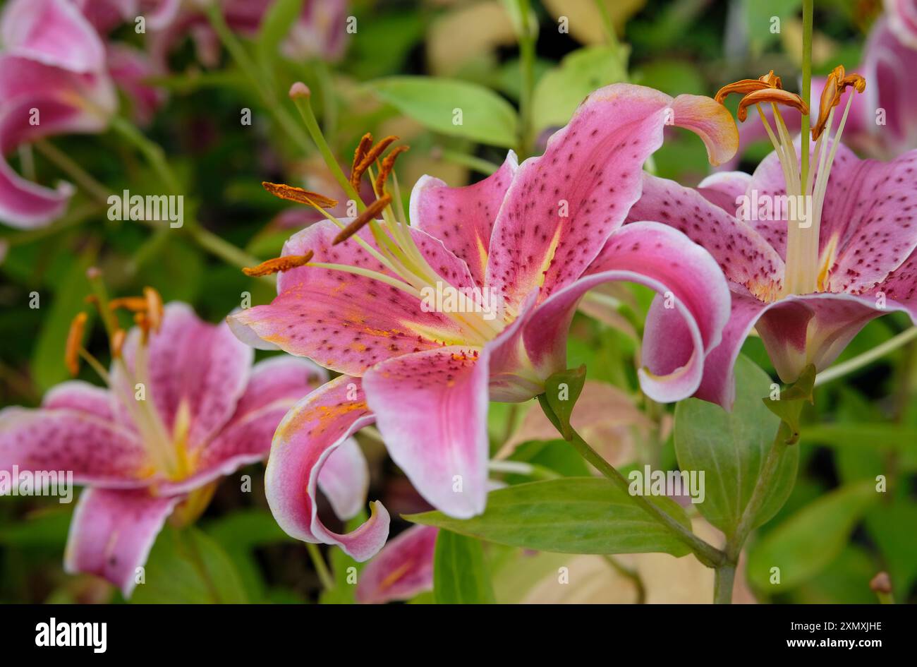 lilium oriental gazer étoile fleur de lys Banque D'Images