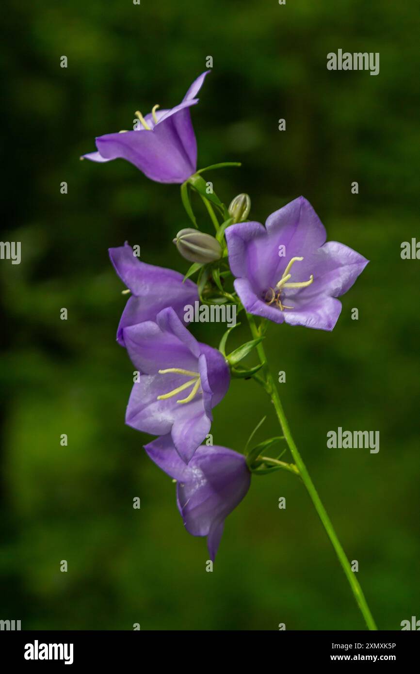 Photo de fleur de Campanula latifolia, chellesol à feuilles larges, urple, prairie de forêt botanique, forêt de plantes à fleurs printanières, photo macro nature. Banque D'Images