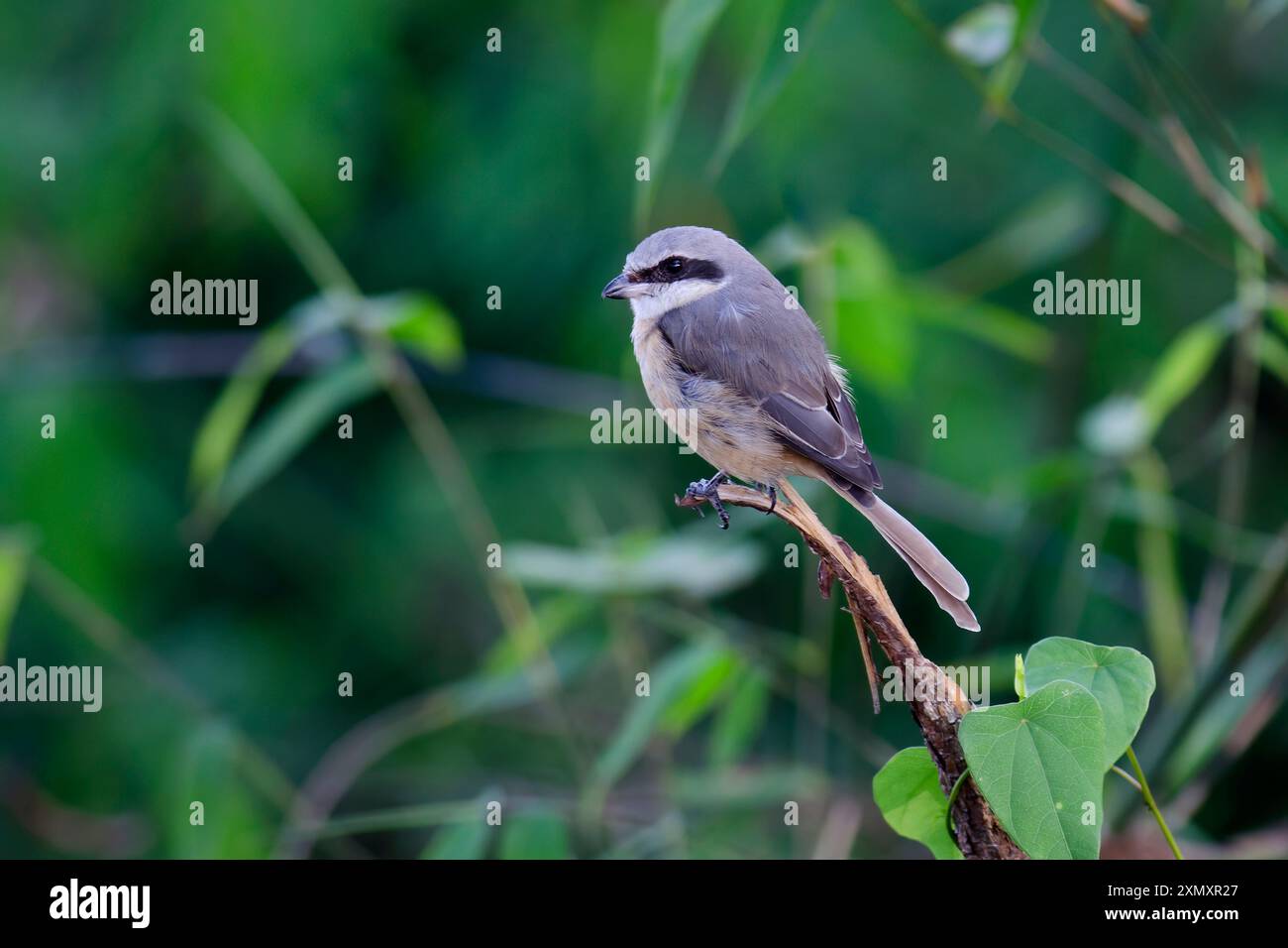 Shrike brune (Lanius cristatus), assis sur une branche, Thaïlande, parc national de Khao Yai Banque D'Images