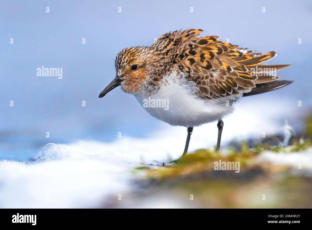 sanderling (Calidris alba), debout dans la ligne de dérive, vue de côté, Islande, Vestmannsvatn, Fossholl Banque D'Images
