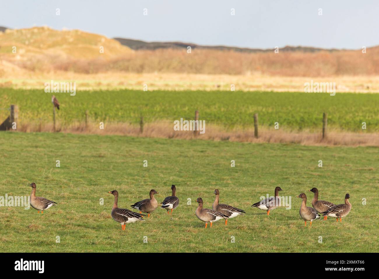 Oie de la toundra (Anser serrirostris), groupe debout dans un champ herbeux, en arrière-plan un bhuzzard et les dunes de Texel, pays-Bas, Texel, de Banque D'Images