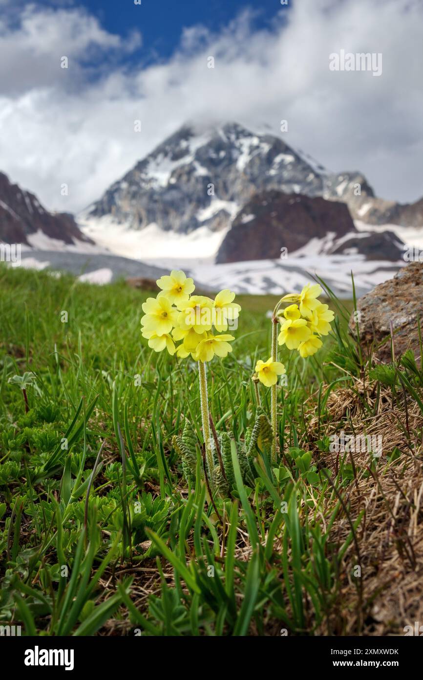 Primula elatior sur prairie alpine. Vallée de Cedèc dans le groupe de montagnes Ortles-Cevedale. Valfurva. Valtellina. Alpes italiennes. Europe. Banque D'Images