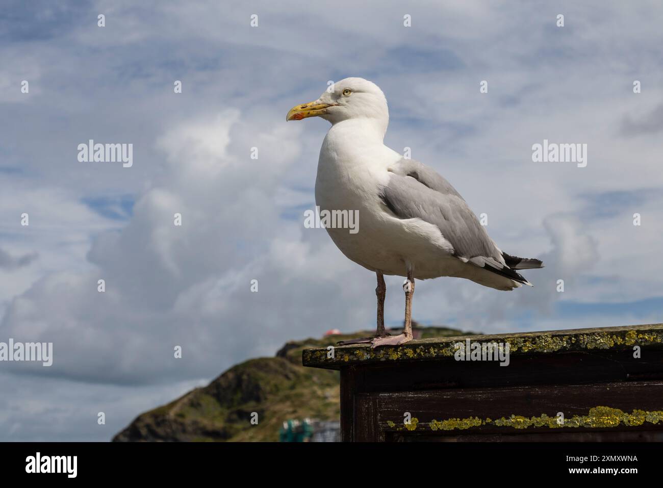 Goéland argenté, Larus argentatus, Aberystwyth, pays de Galles Banque D'Images