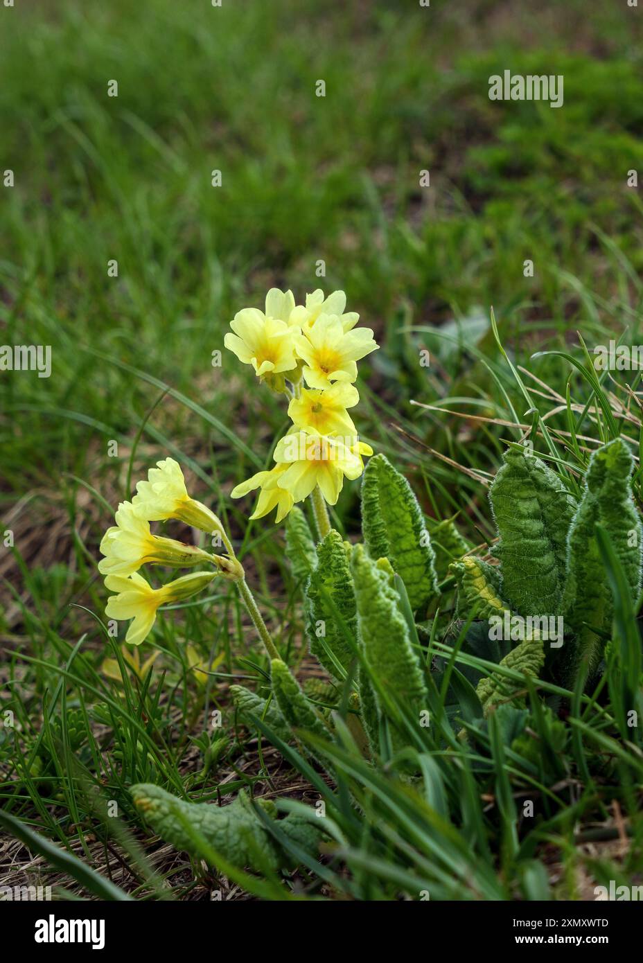 Primula elatior sur prairie alpine. Vallée de Cedèc dans le groupe de montagnes Ortles-Cevedale. Valfurva. Valtellina. Alpes italiennes. Europe. Banque D'Images