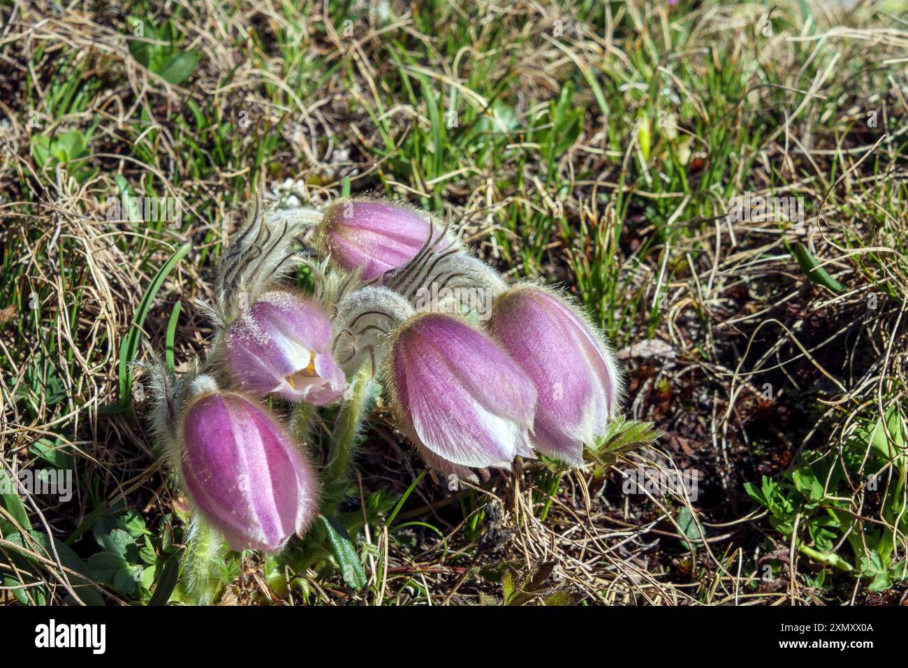 Pulsatilla vernalis dans la vallée du Cedec. Groupe Ortles-Cevedale. Valfurva. Valtellina. Lombardia. Alpes italiennes. Europe. Banque D'Images