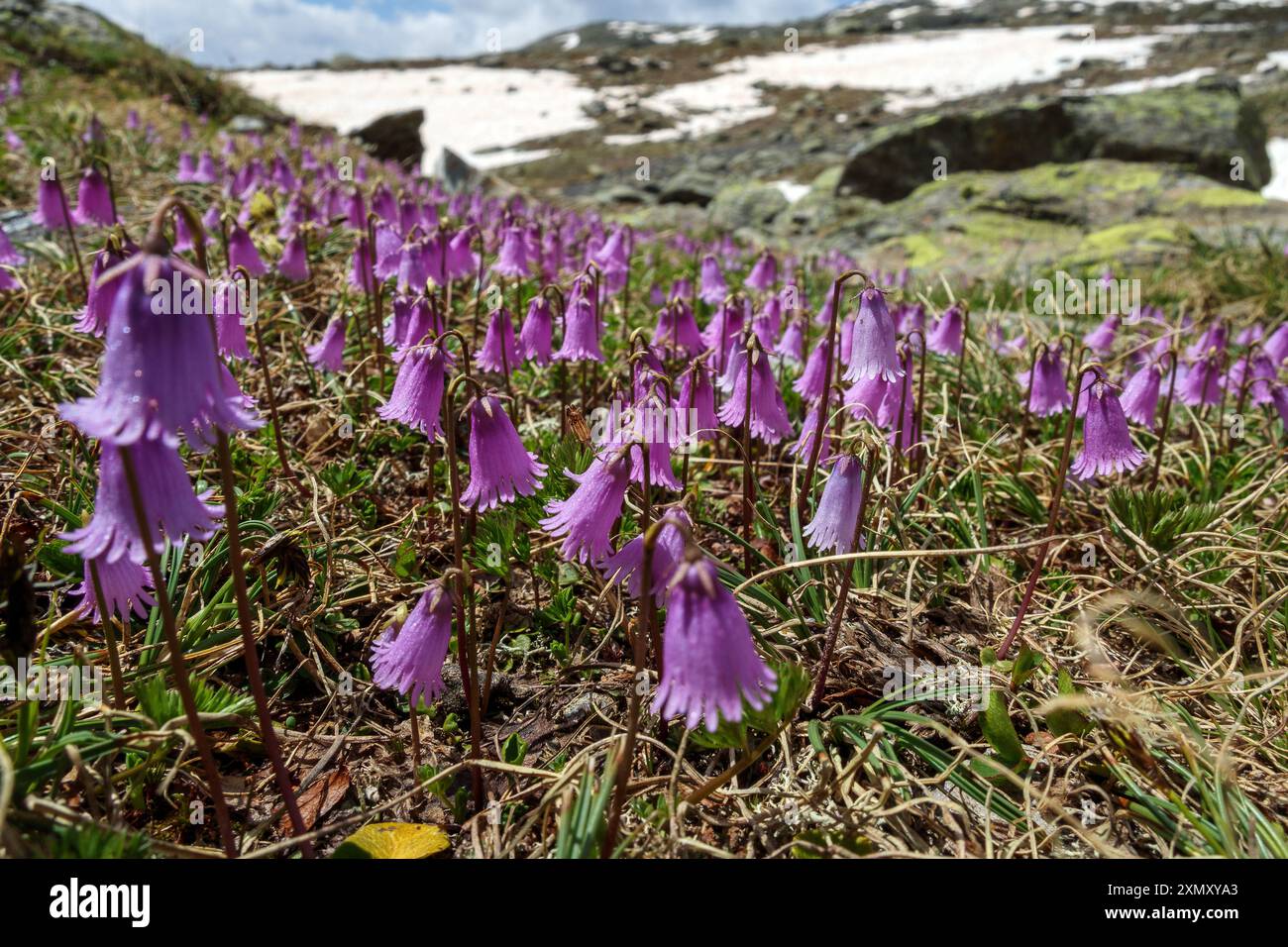 Floraison des plantes de Soldanella pusilla. Montagne confinale. Valfurva. Valtellina. Alpes italiennes. Europe. Banque D'Images