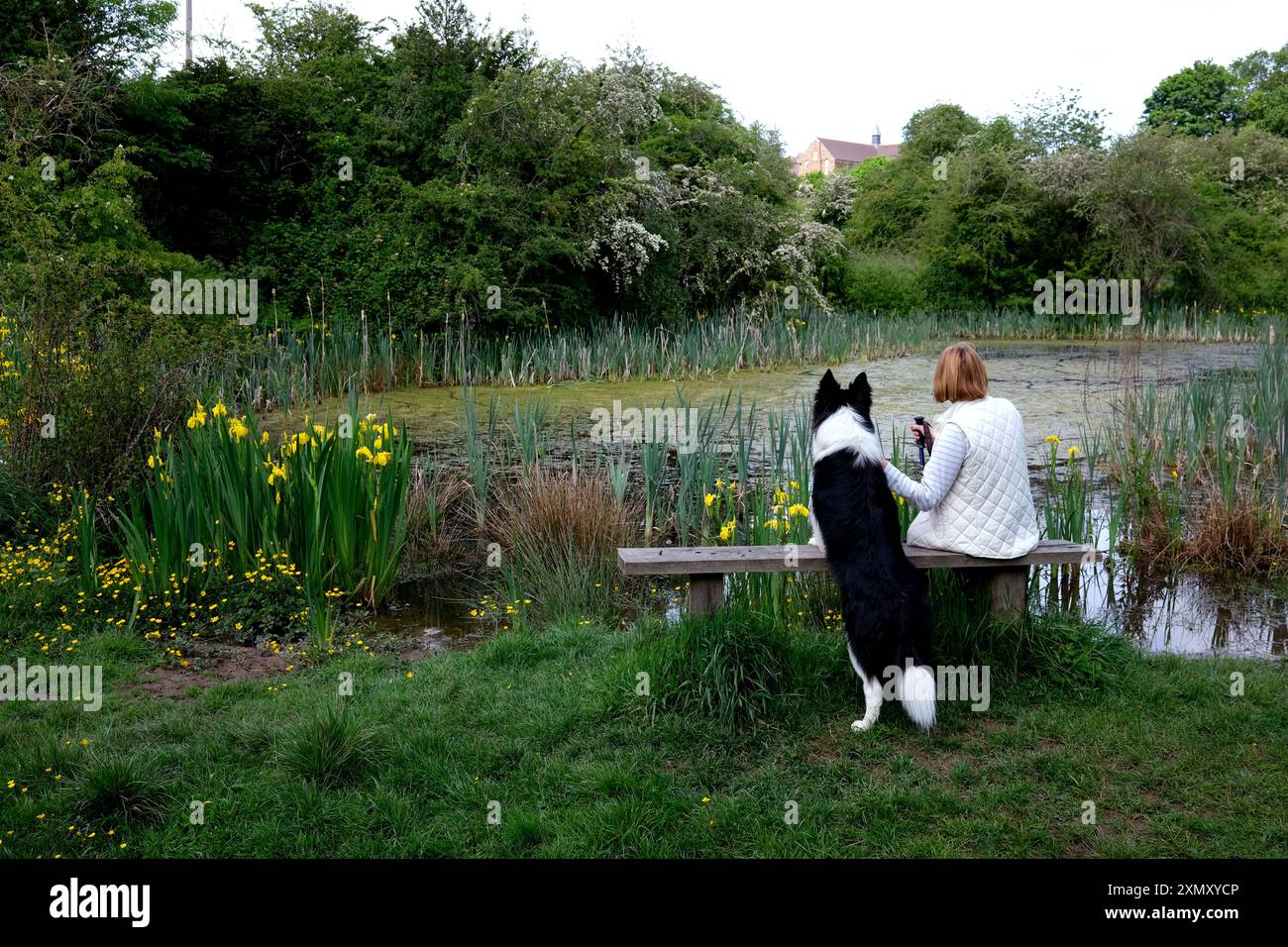 Femme et chien de compagnie assis sur le banc de campagne réserve naturelle à côté de l'étang rural en Angleterre, Grande-Bretagne, Royaume-Uni Banque D'Images