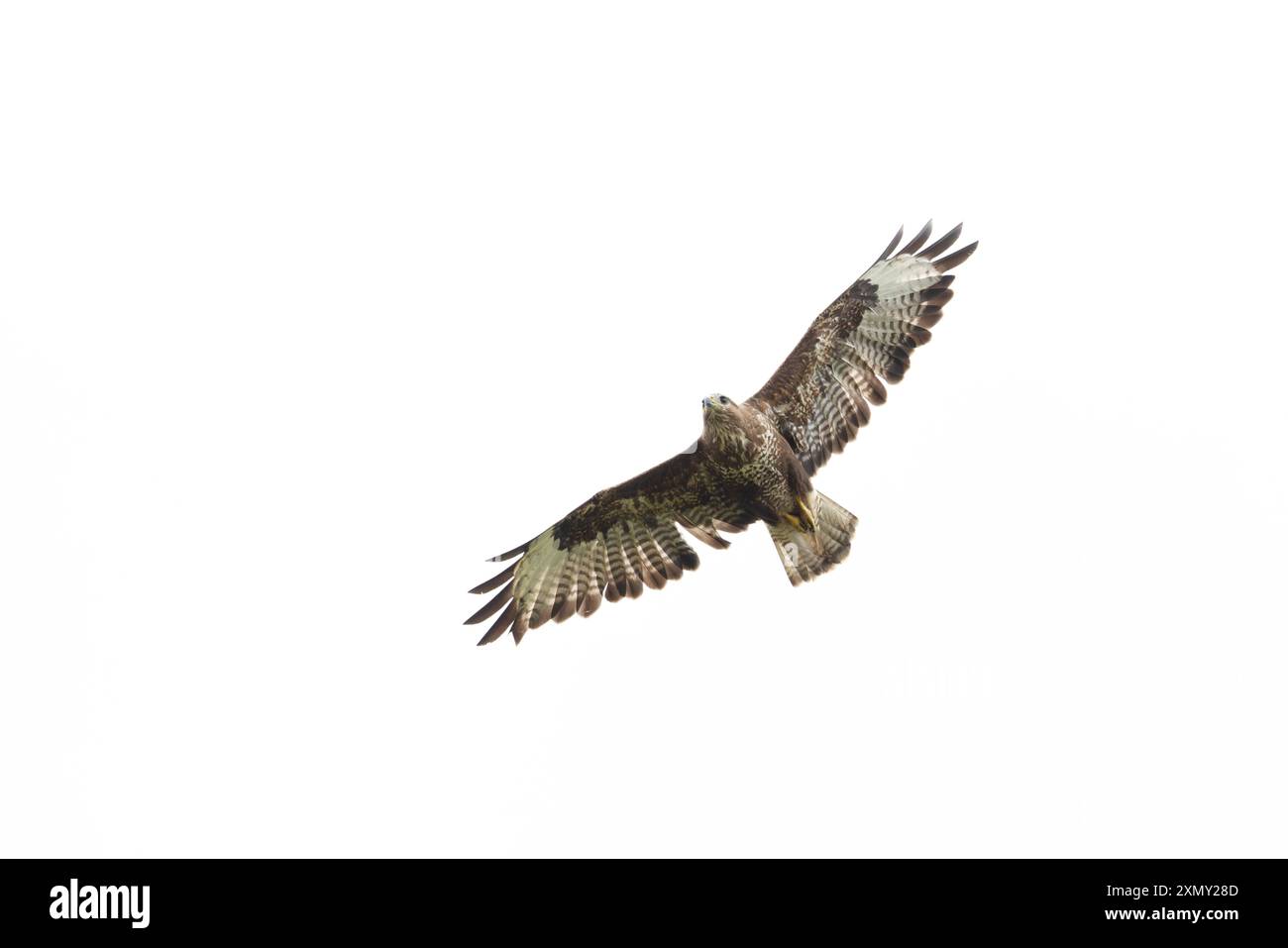 Buzzard commun (Buteo buteo) s'envolant dans le Norfolk juillet 2024 Banque D'Images