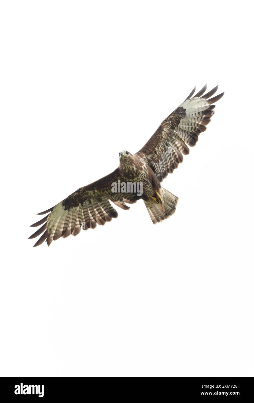 Buzzard commun (Buteo buteo) s'envolant dans le Norfolk juillet 2024 Banque D'Images